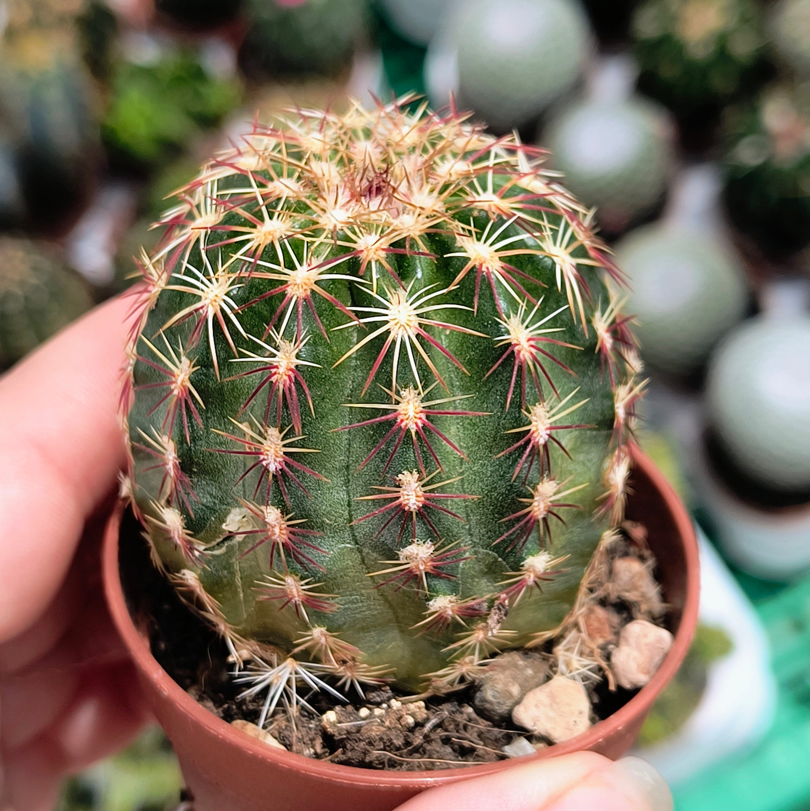 Echinocereus viridiflorus