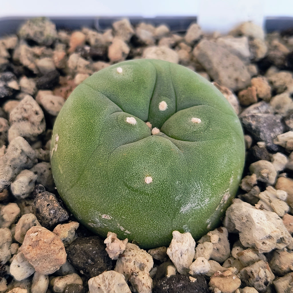 Lophophora diffusa cv. "Koike"