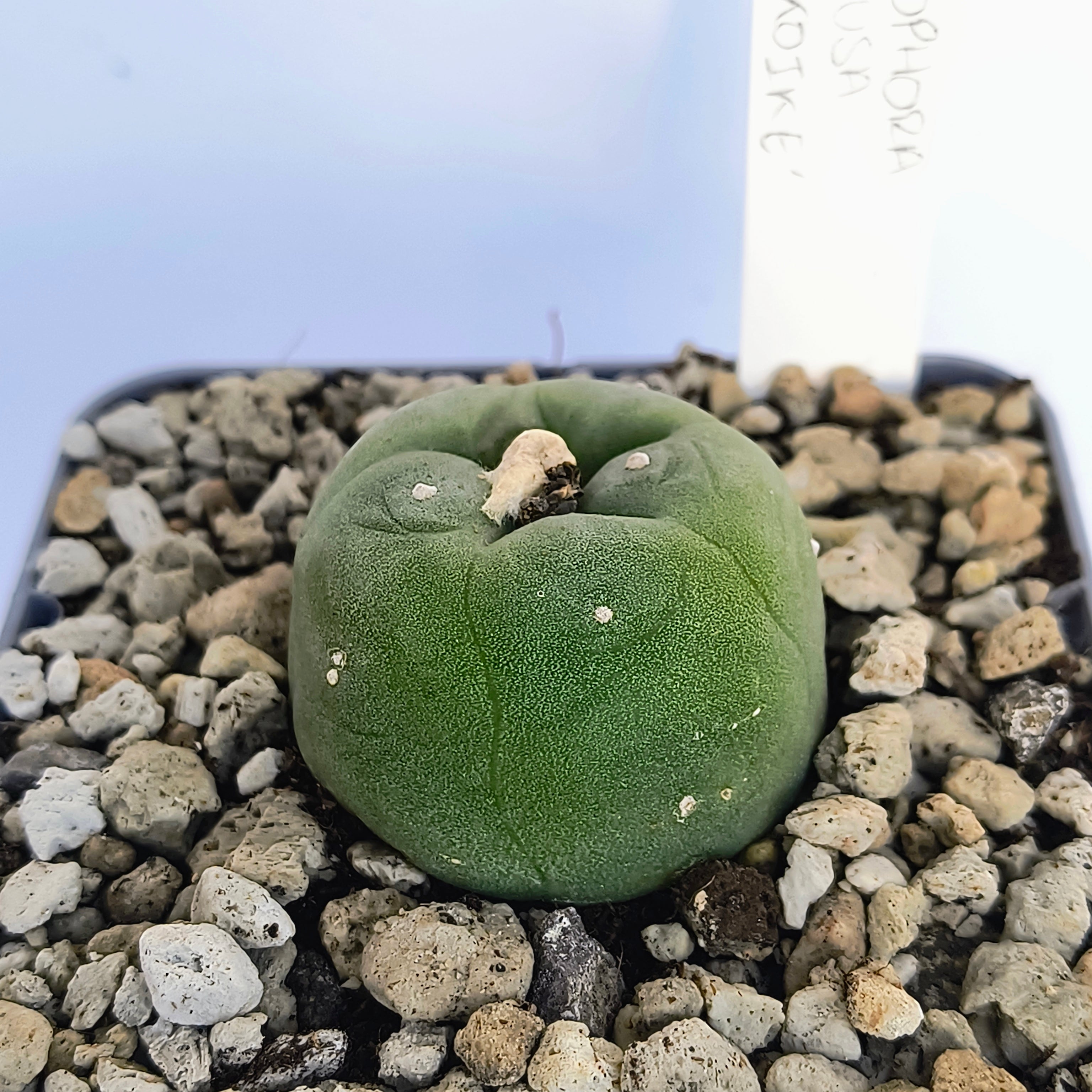 Lophophora diffusa cv. "Koike"