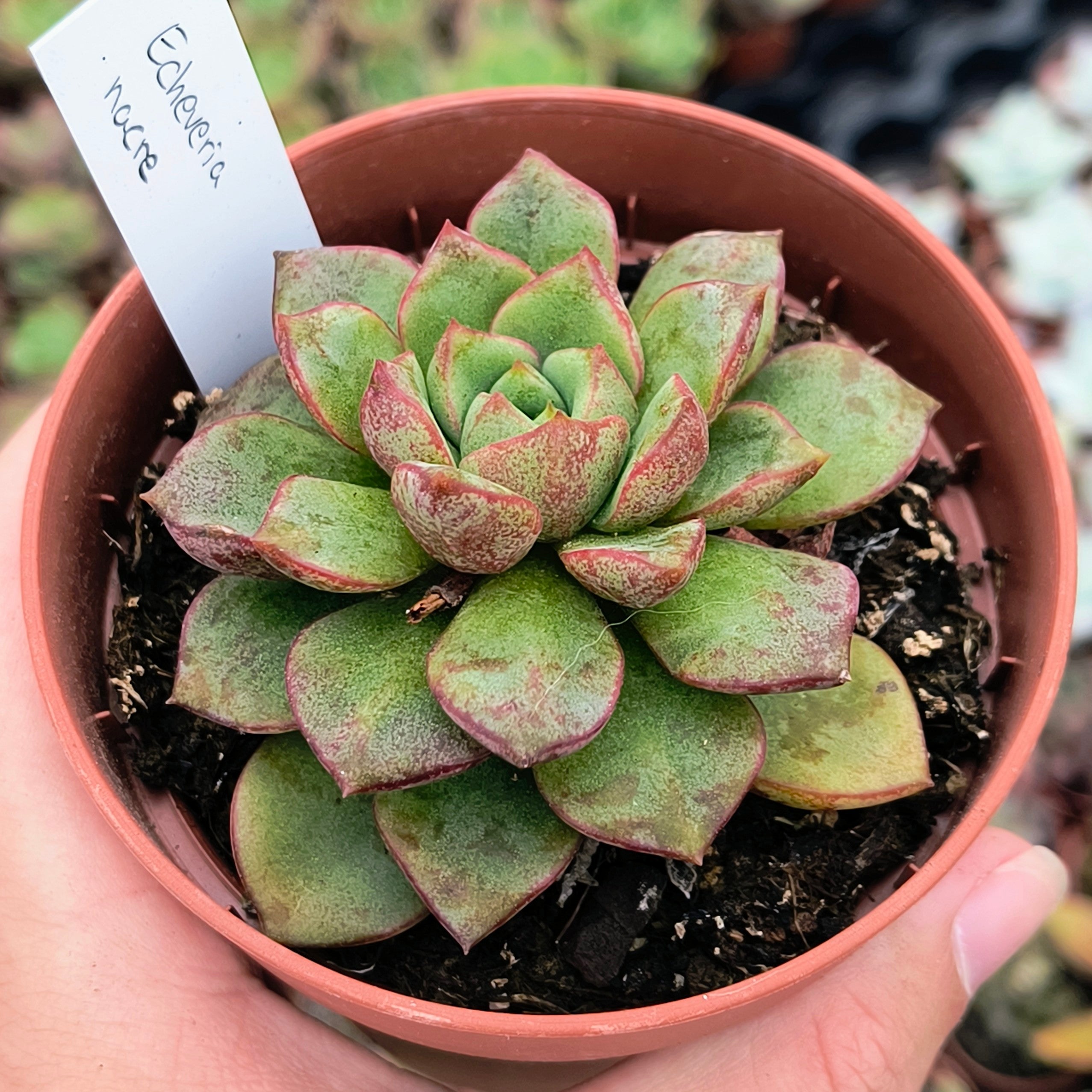 Echeveria cv. "Nacre"