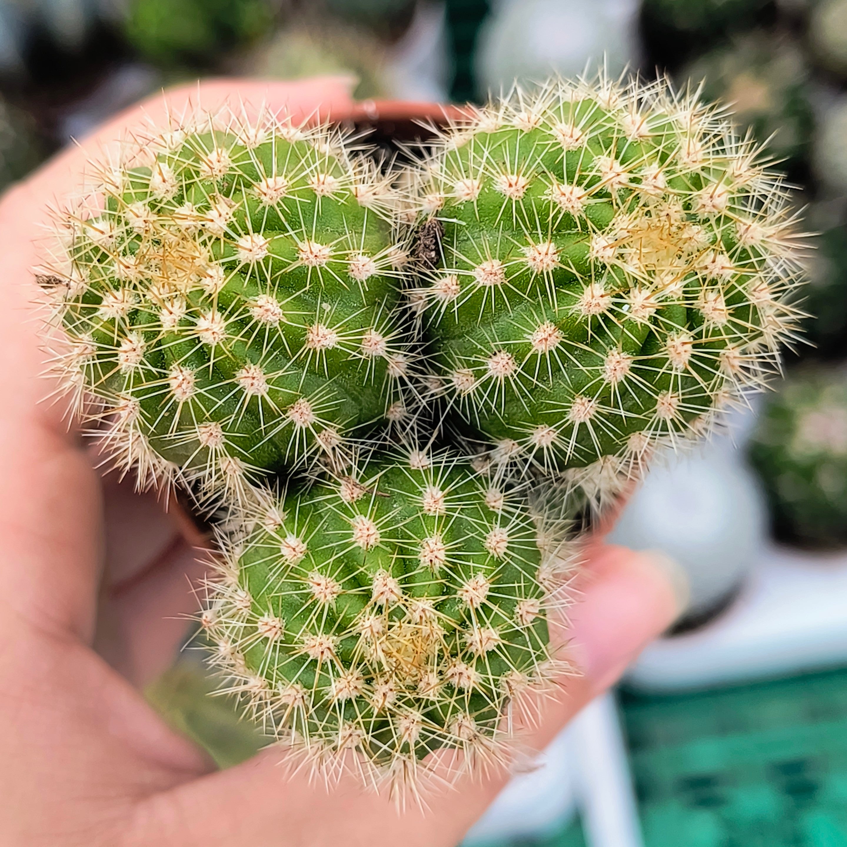 Echinopsis calachlora