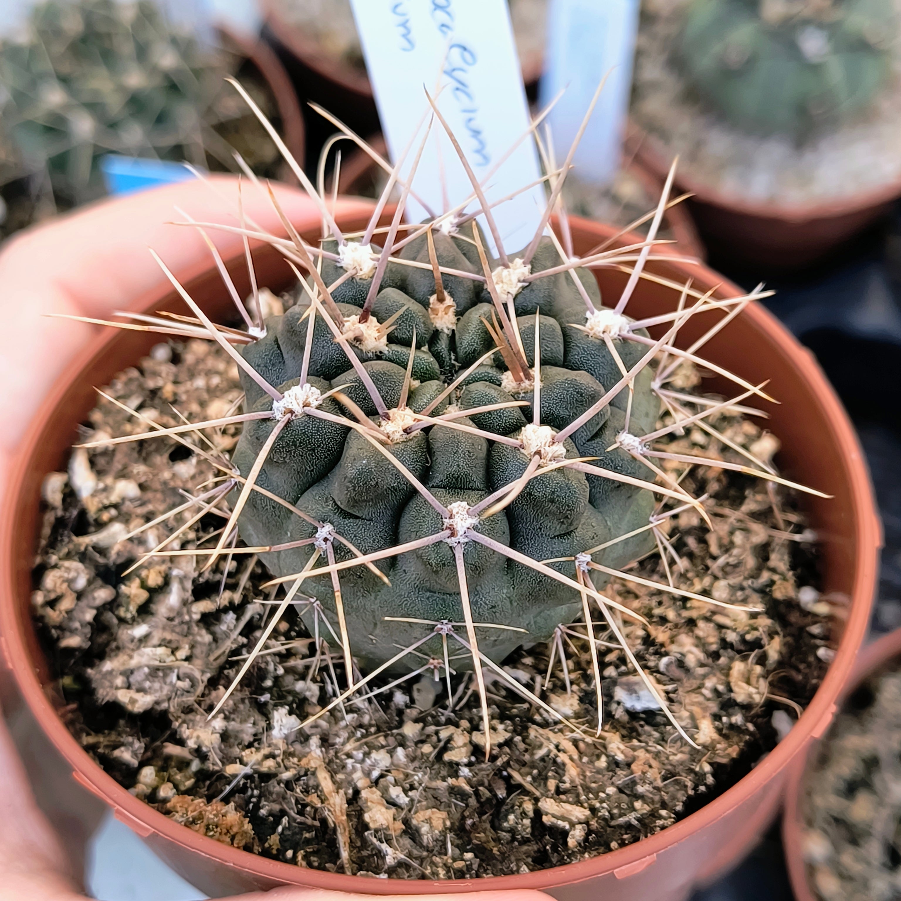 Gymnocalycium gibbosum