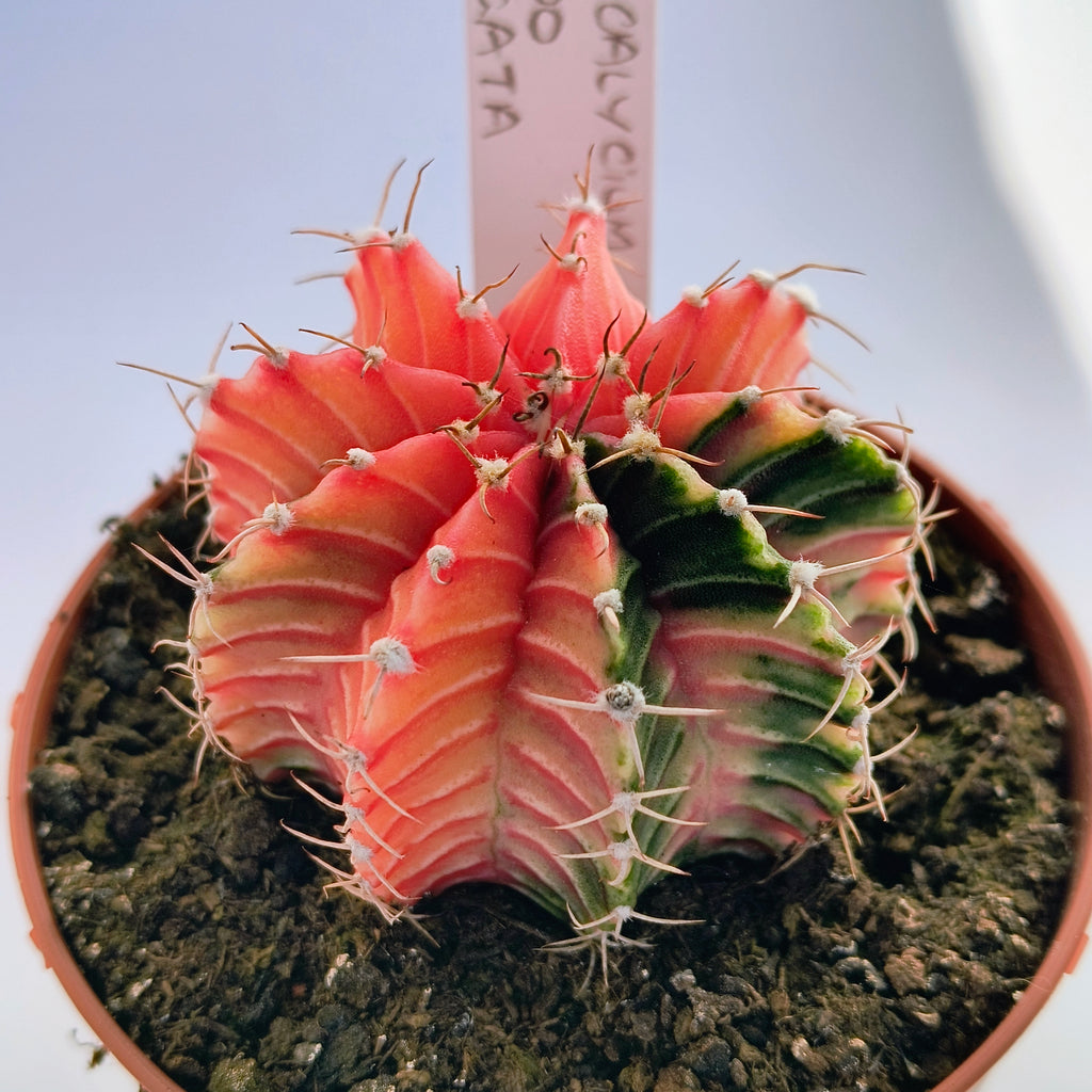 Gymnocalycium híbrido variegata