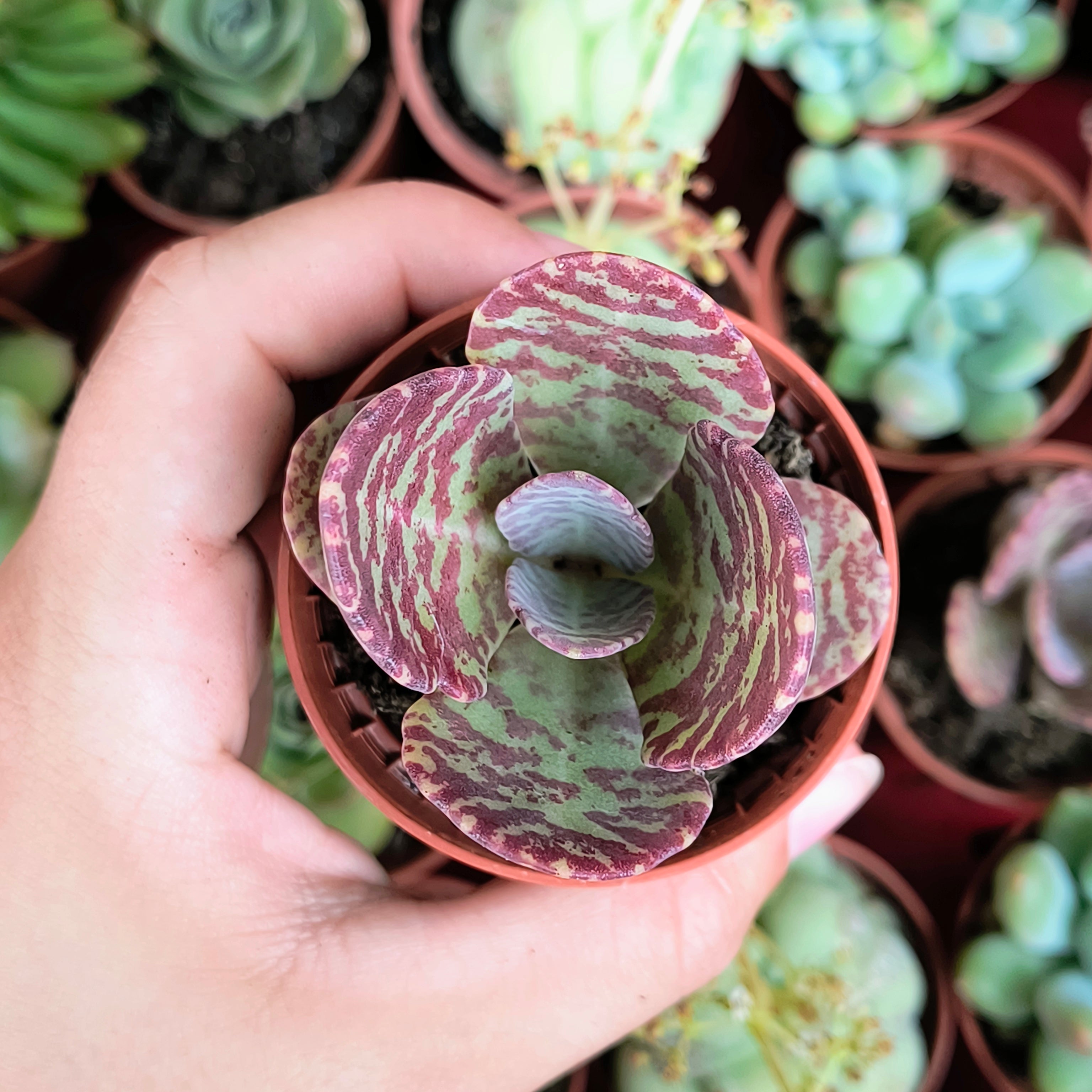 Kalanchoe humilis