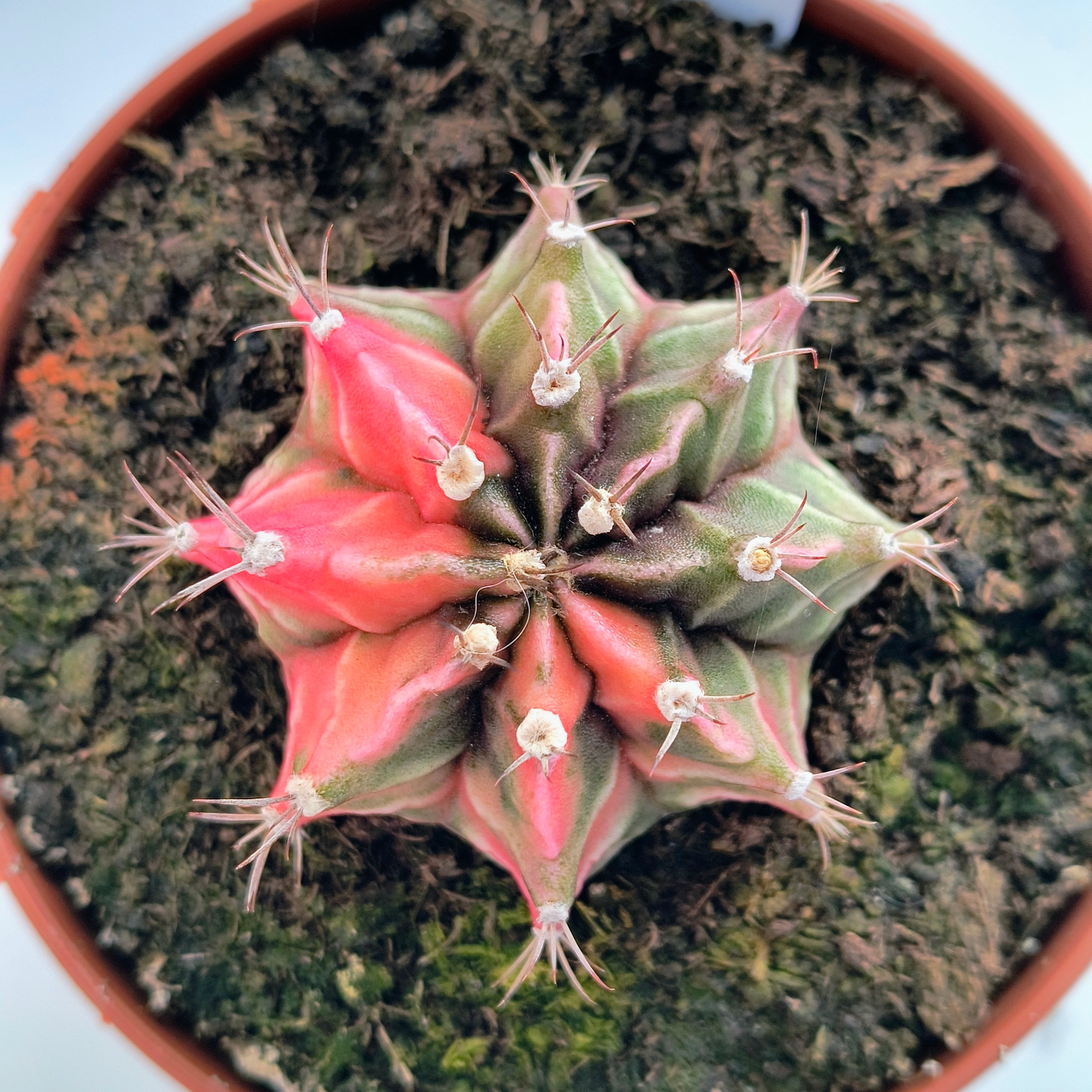 Gymnocalycium híbrido variegata