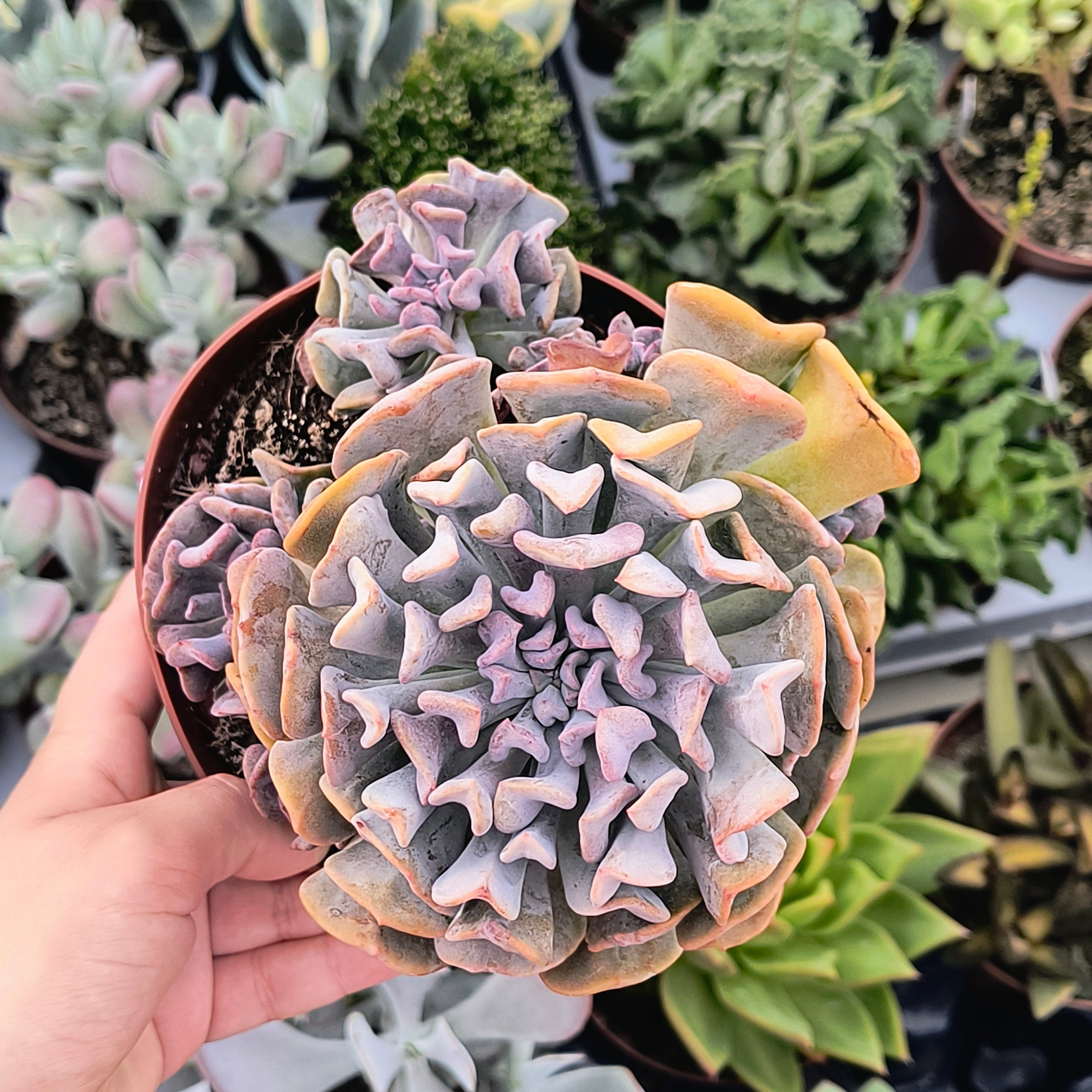 Echeveria 'Cubic frost'