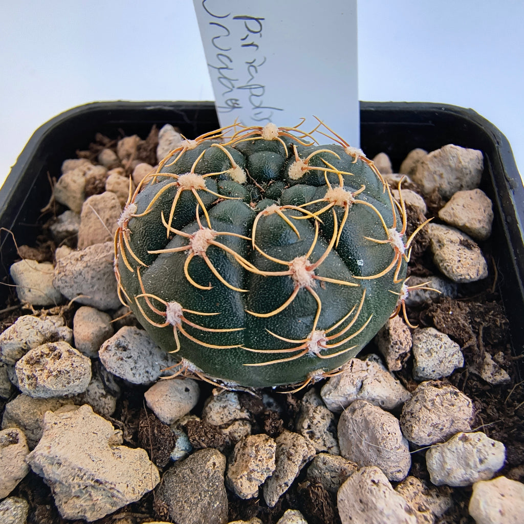 Gymnocalycium netrelianum GF 721