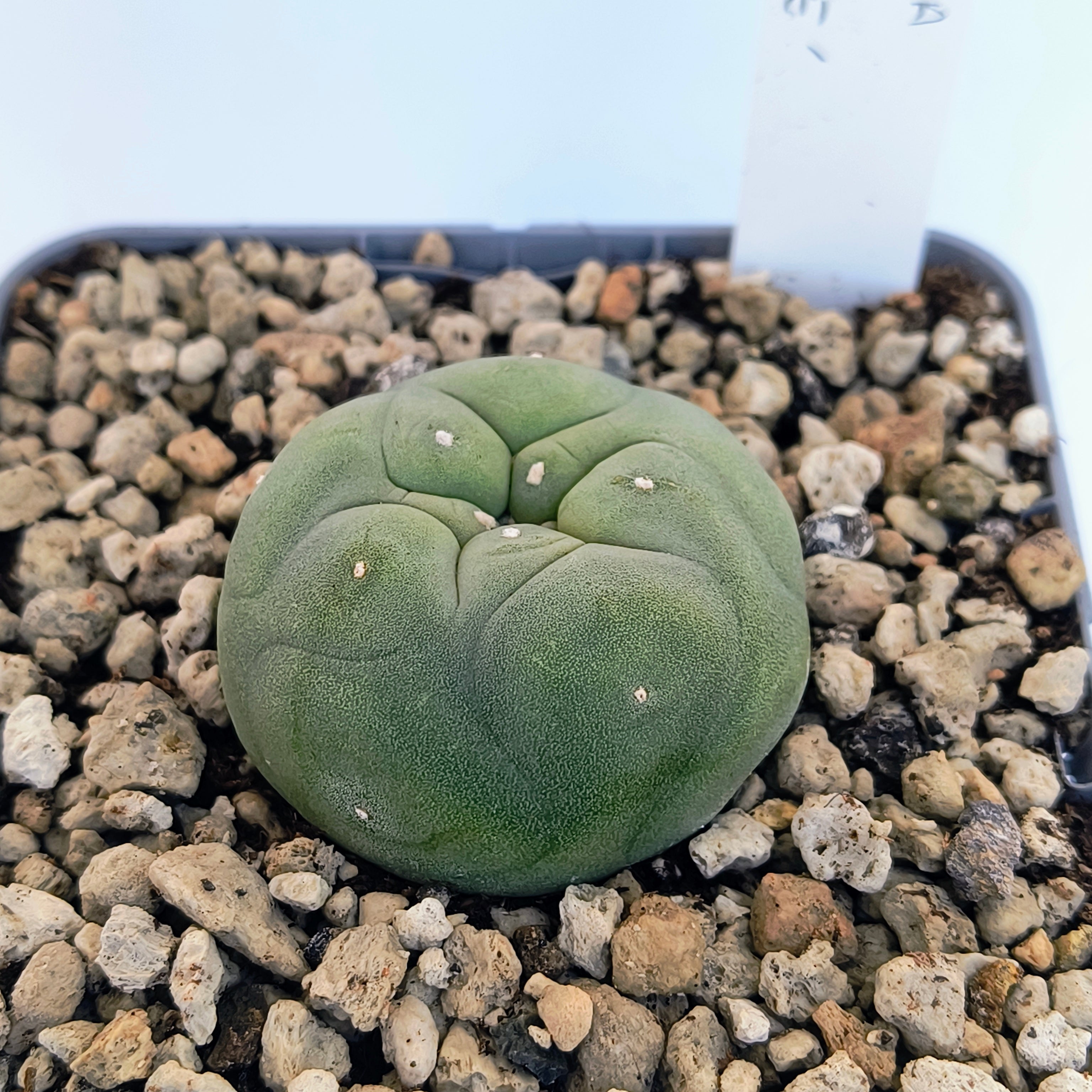 Lophophora diffusa cv. "Koike"
