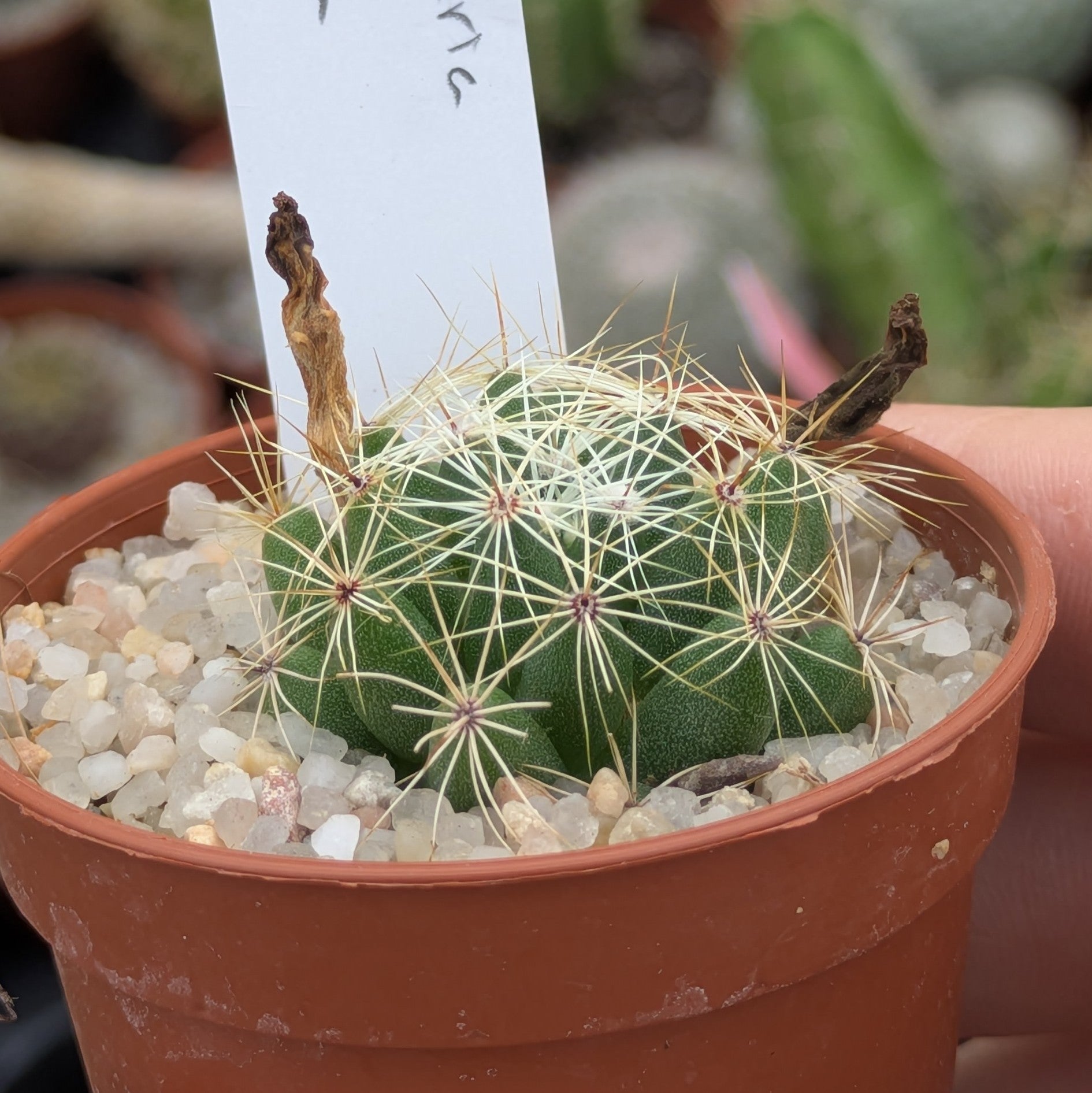 Mammillaria sphaerica