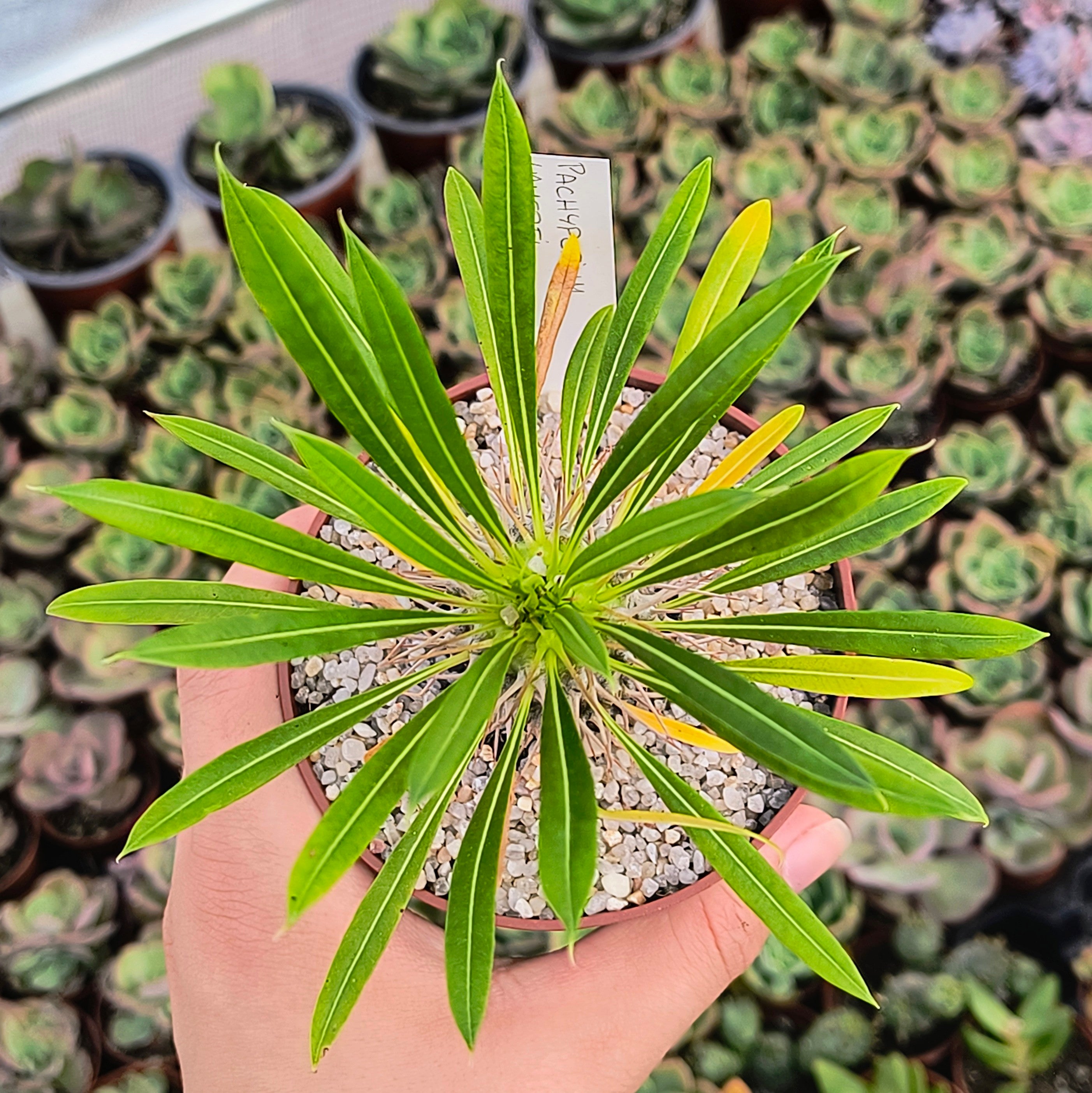 Pachypodium lamerei