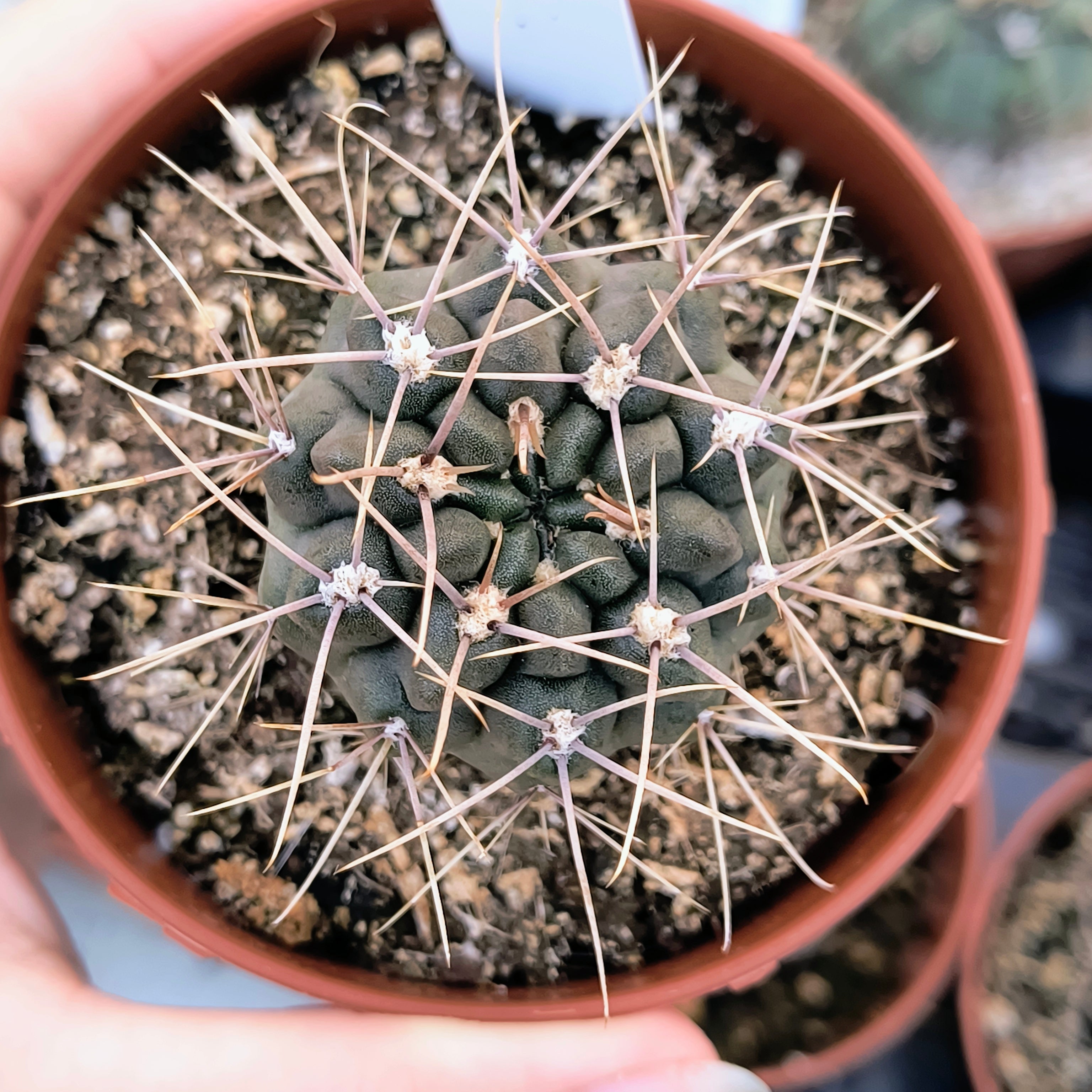 Gymnocalycium gibbosum