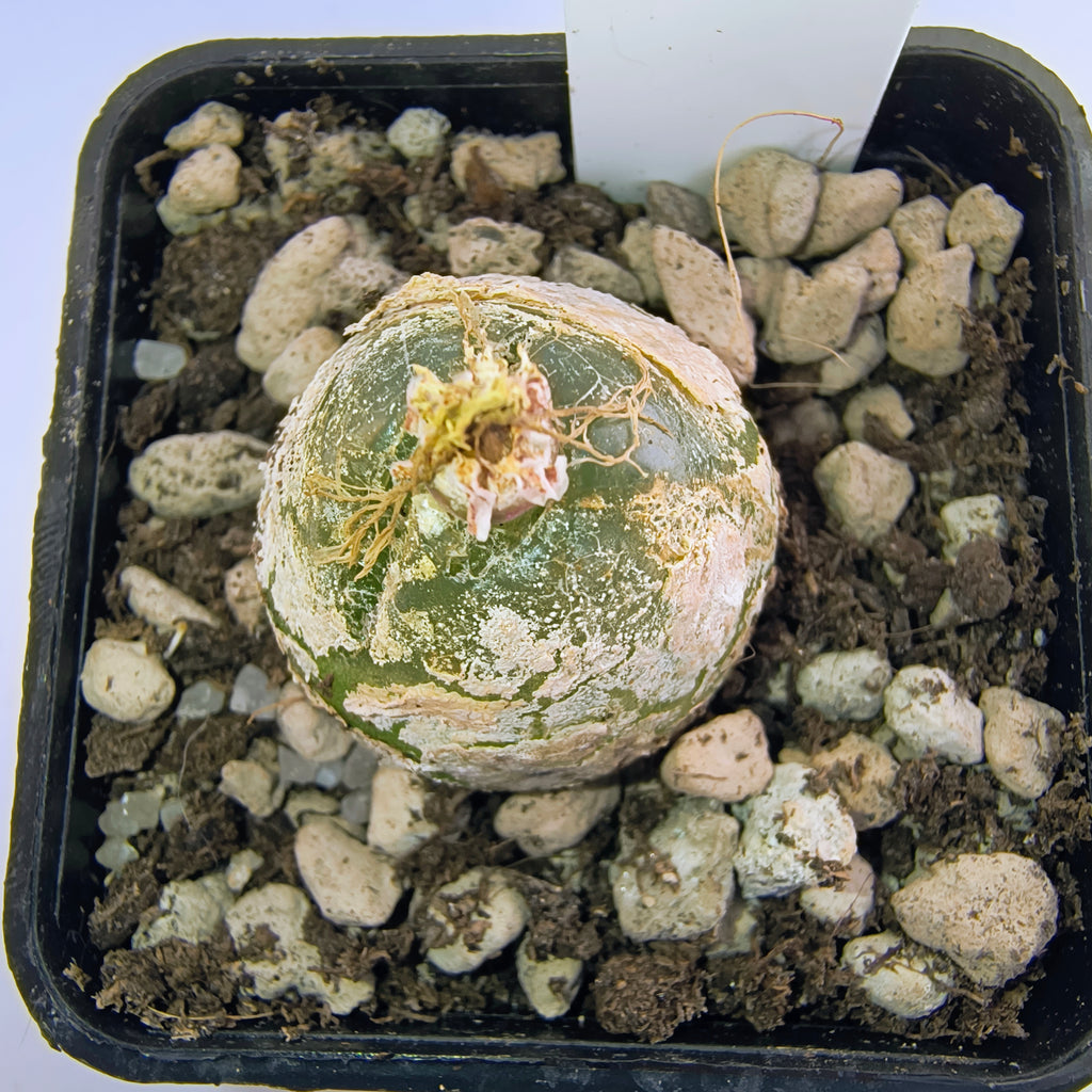 Conophytum burgeri