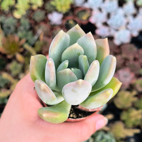 Pachyveria