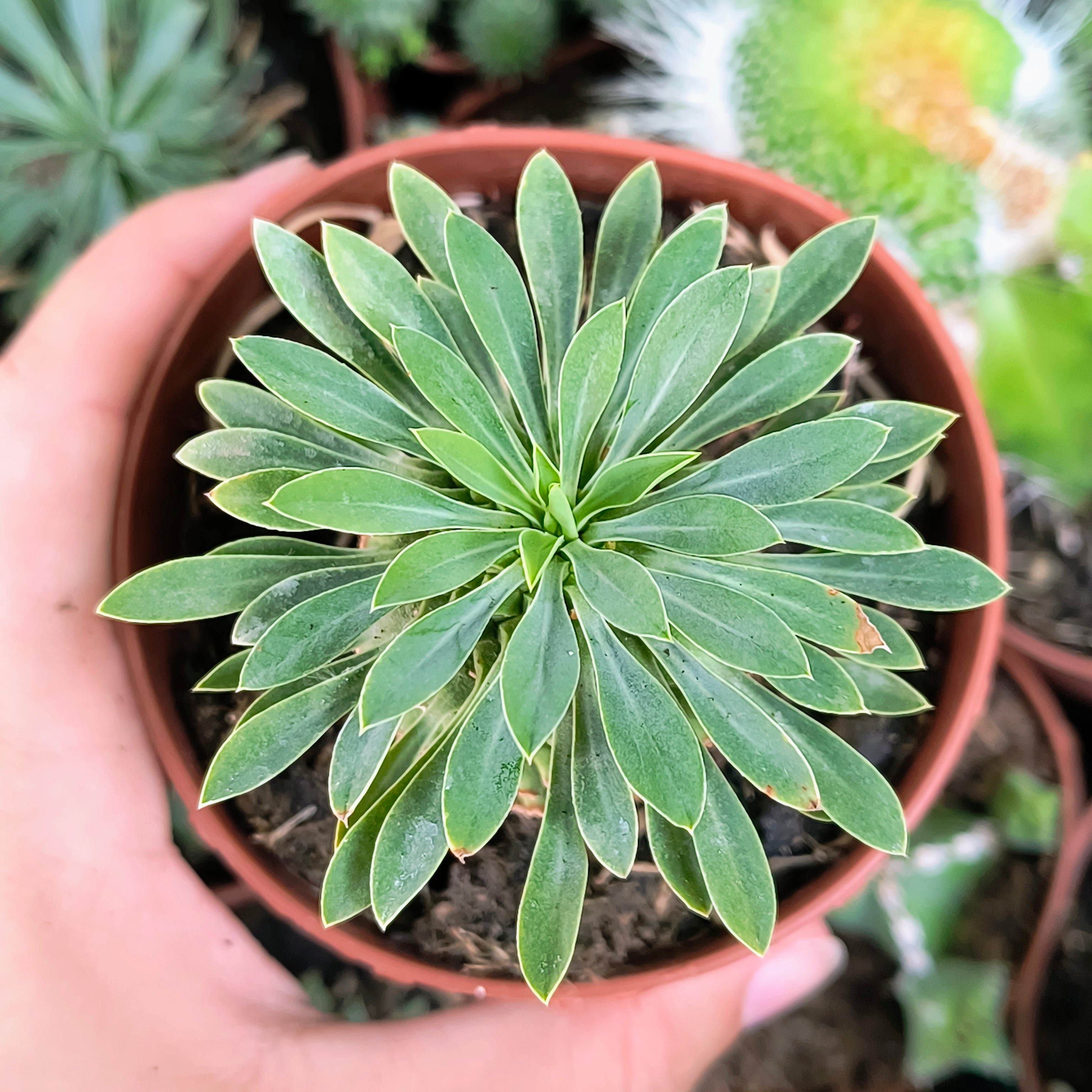 Euphorbia cv. "Sotetsu kirin"