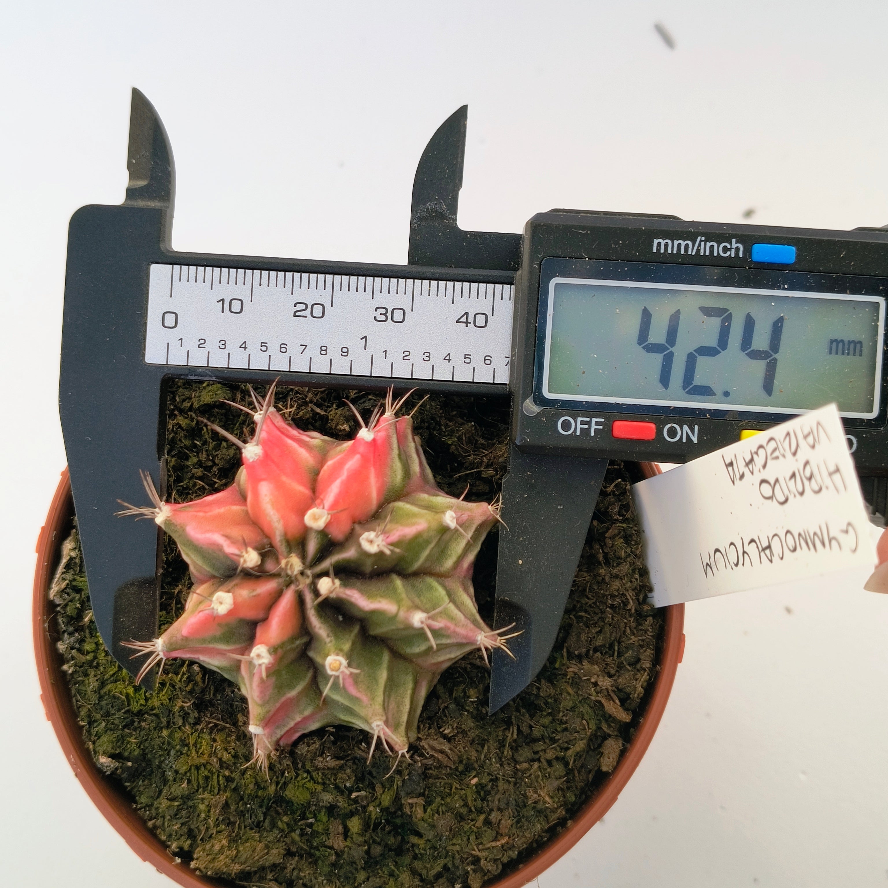 Gymnocalycium híbrido variegata