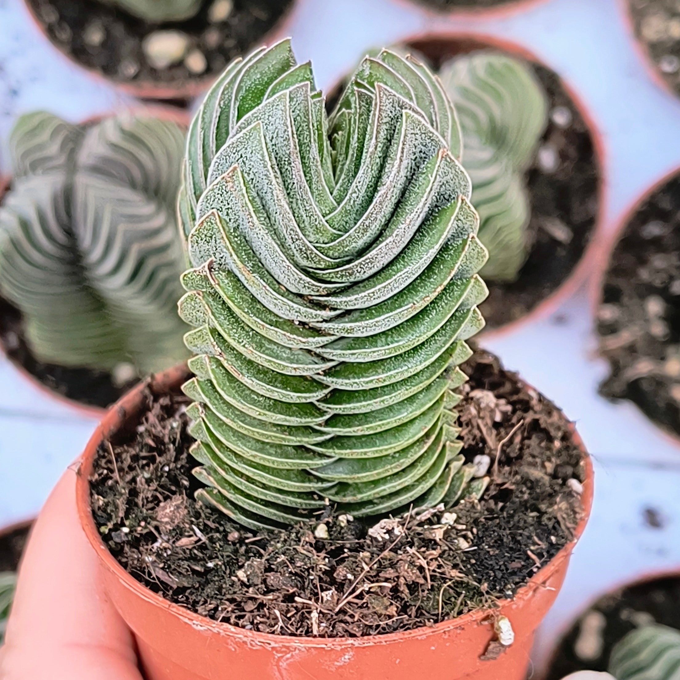 Crassula cv. "Buddha's Temple"