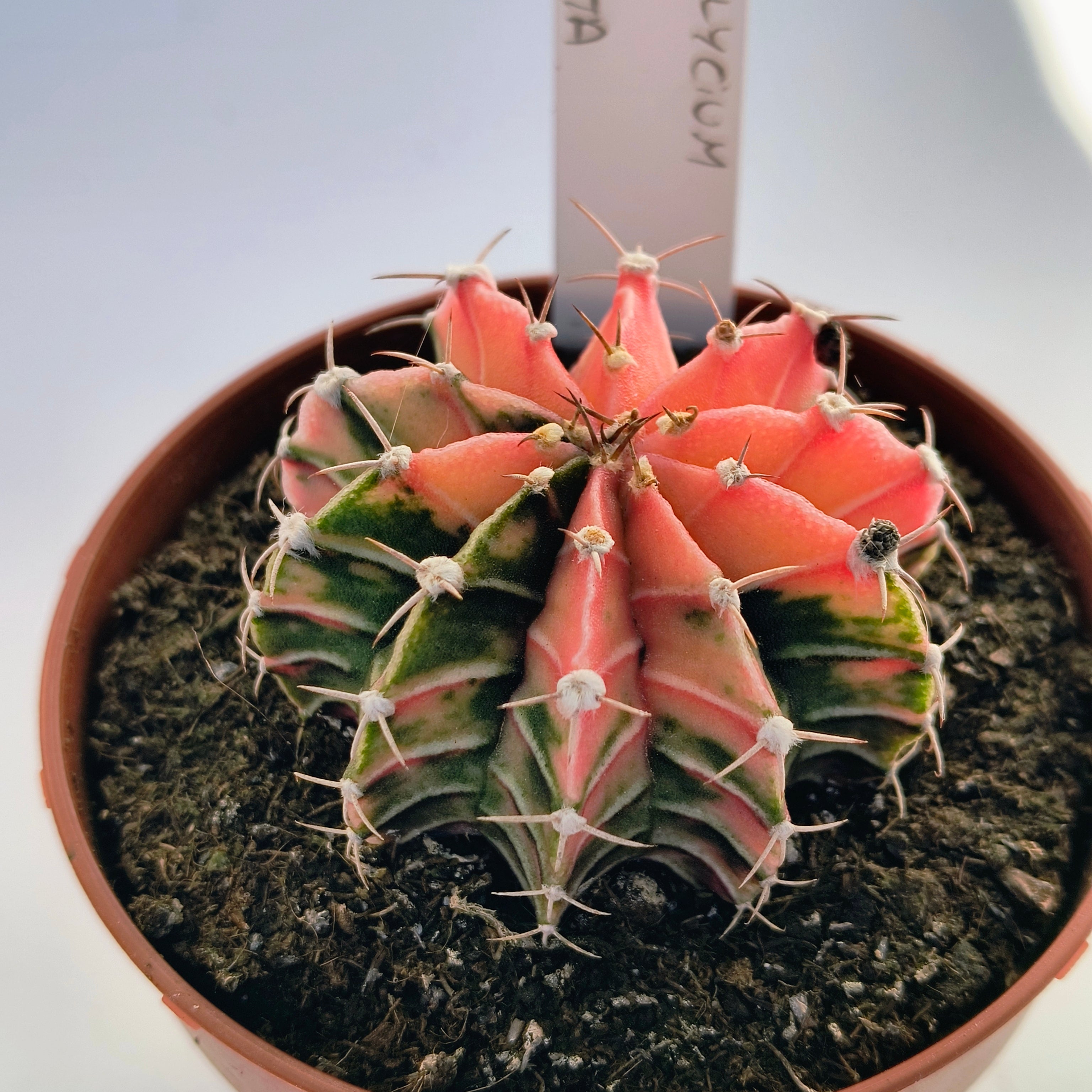 Gymnocalycium híbrido variegata