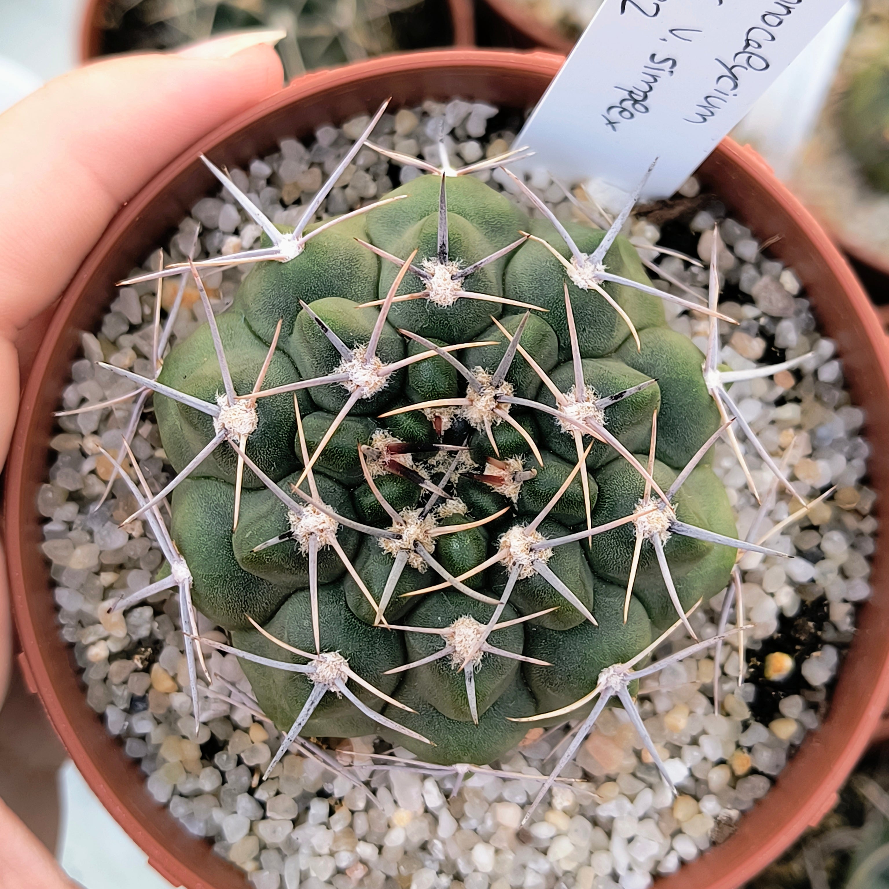 Gymnocalycium bicolor v. simplex STO 282, 5km al Oeste de Caminiaga, Córdoba