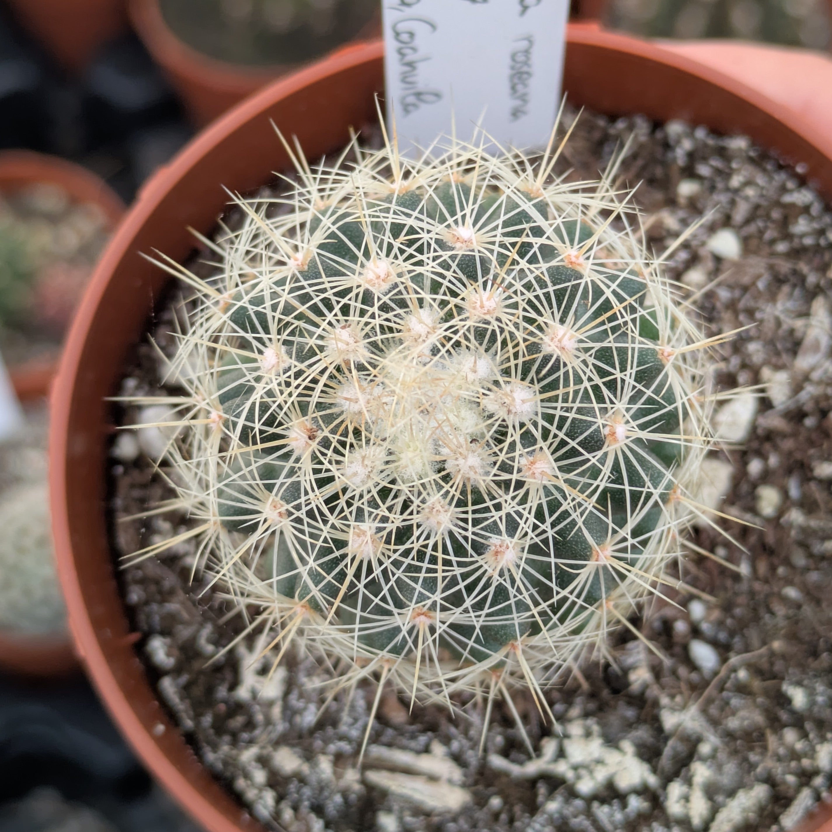 Acharagma (Escobaria) roseana SB 277 Saltillo, Coahuila