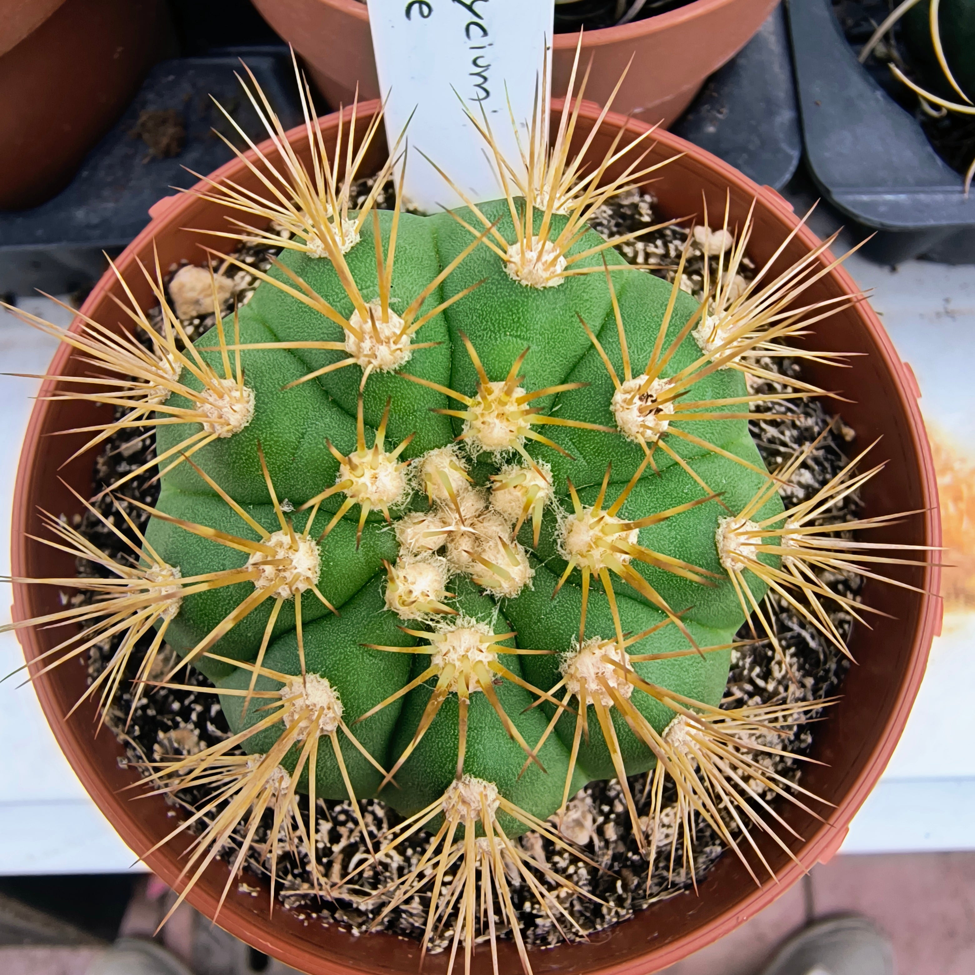 Gymnocalycium chacoense