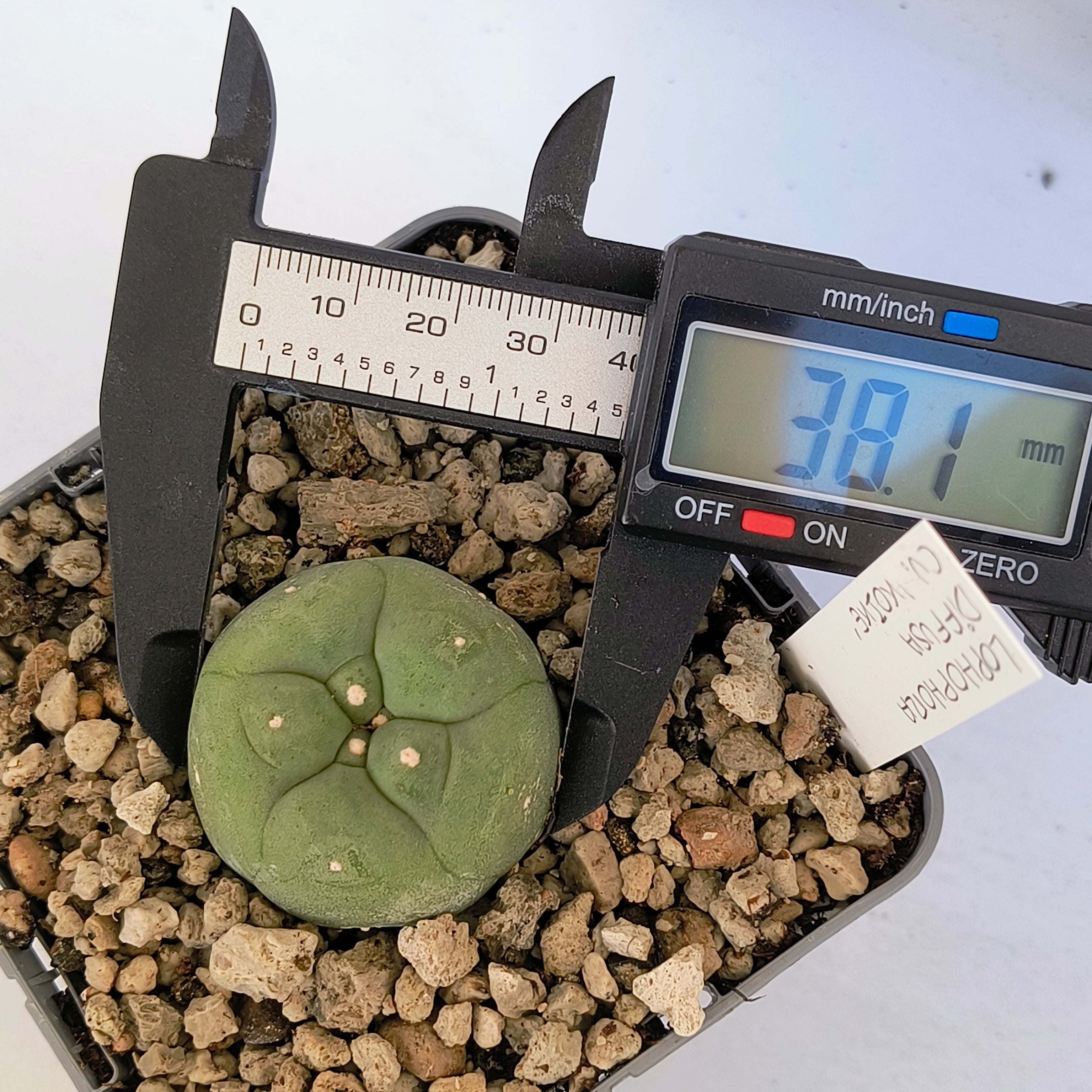 Lophophora diffusa cv. "Koike"