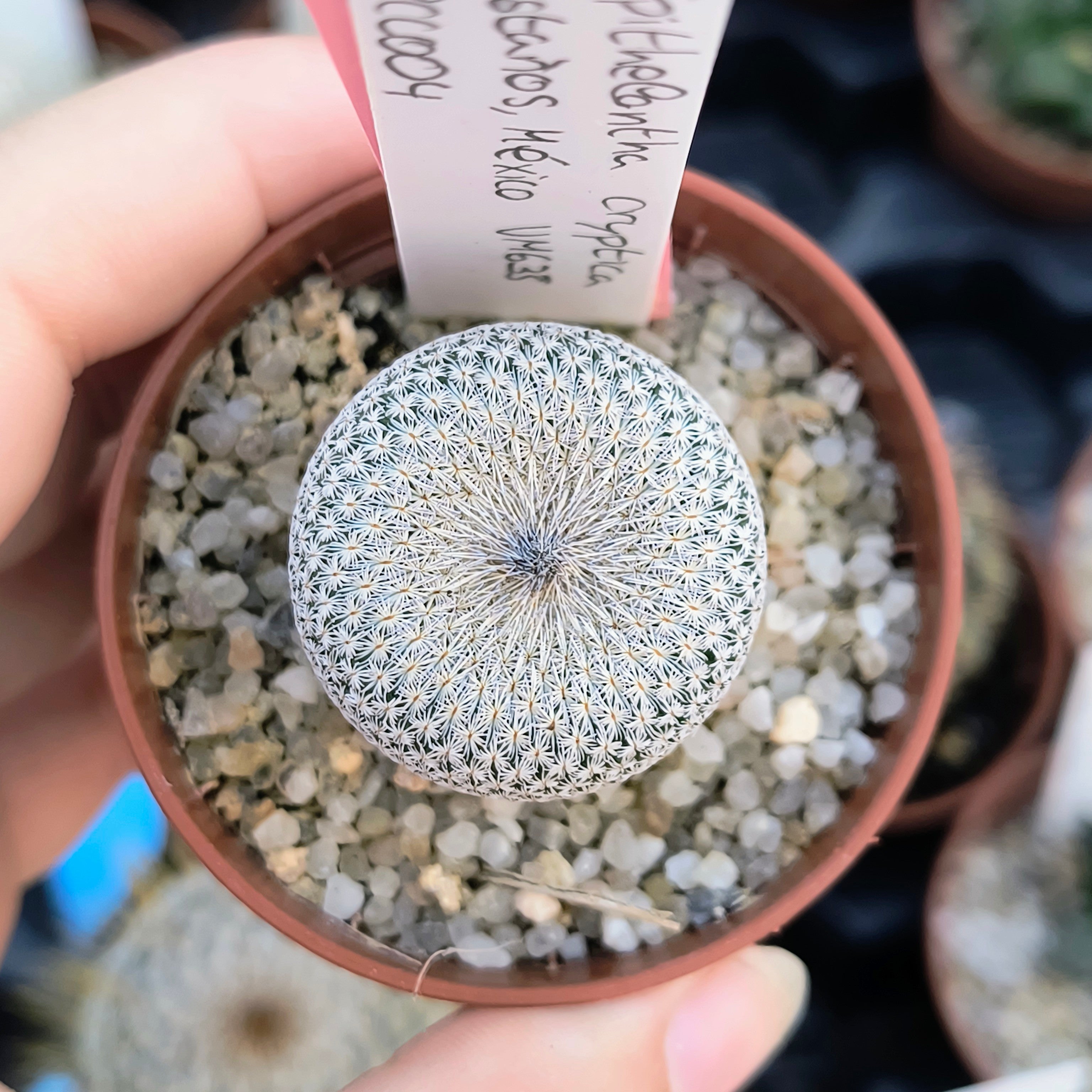 Epithelantha cryptica VM 635 Castaños, Coahuila