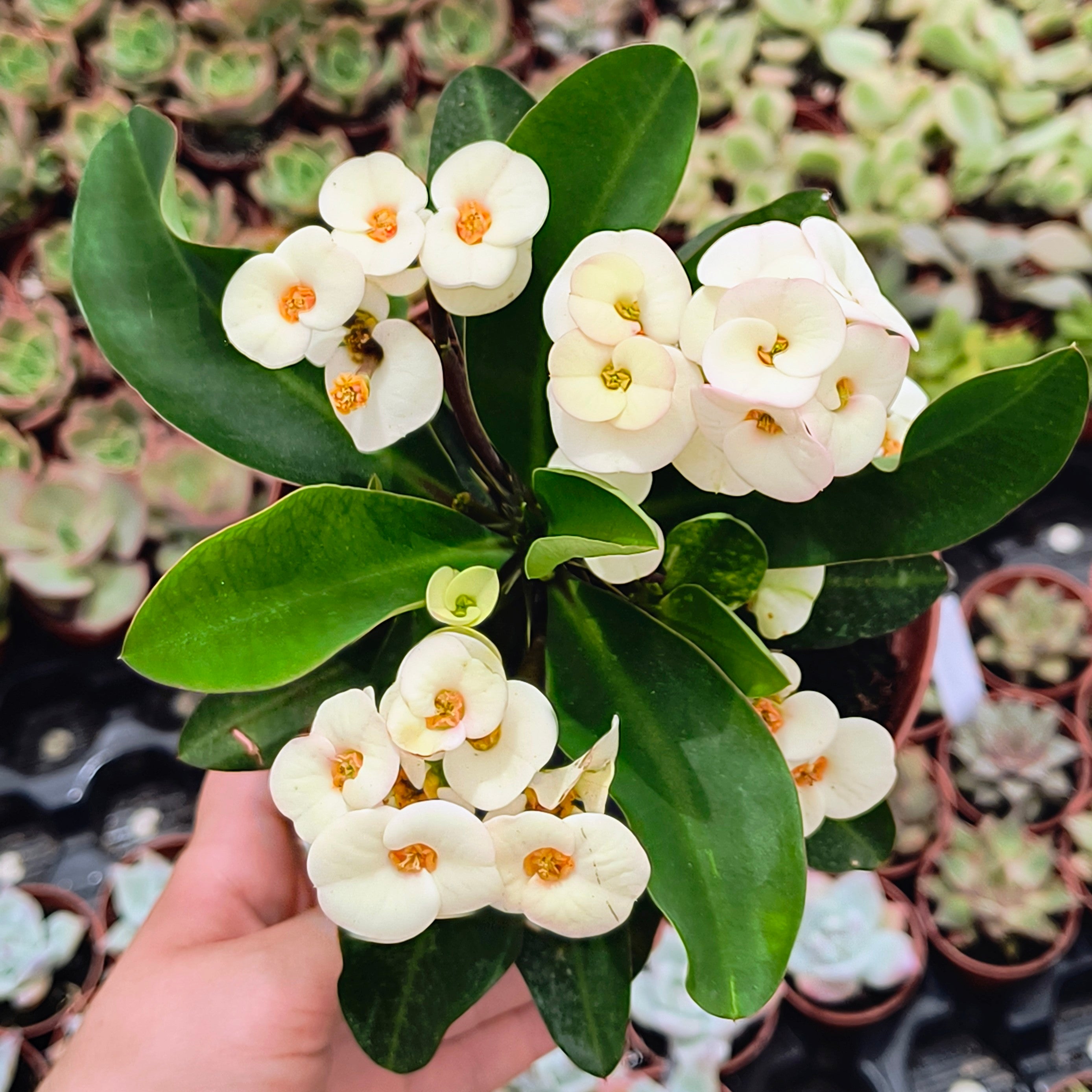 Euphorbia millii flor blanca
