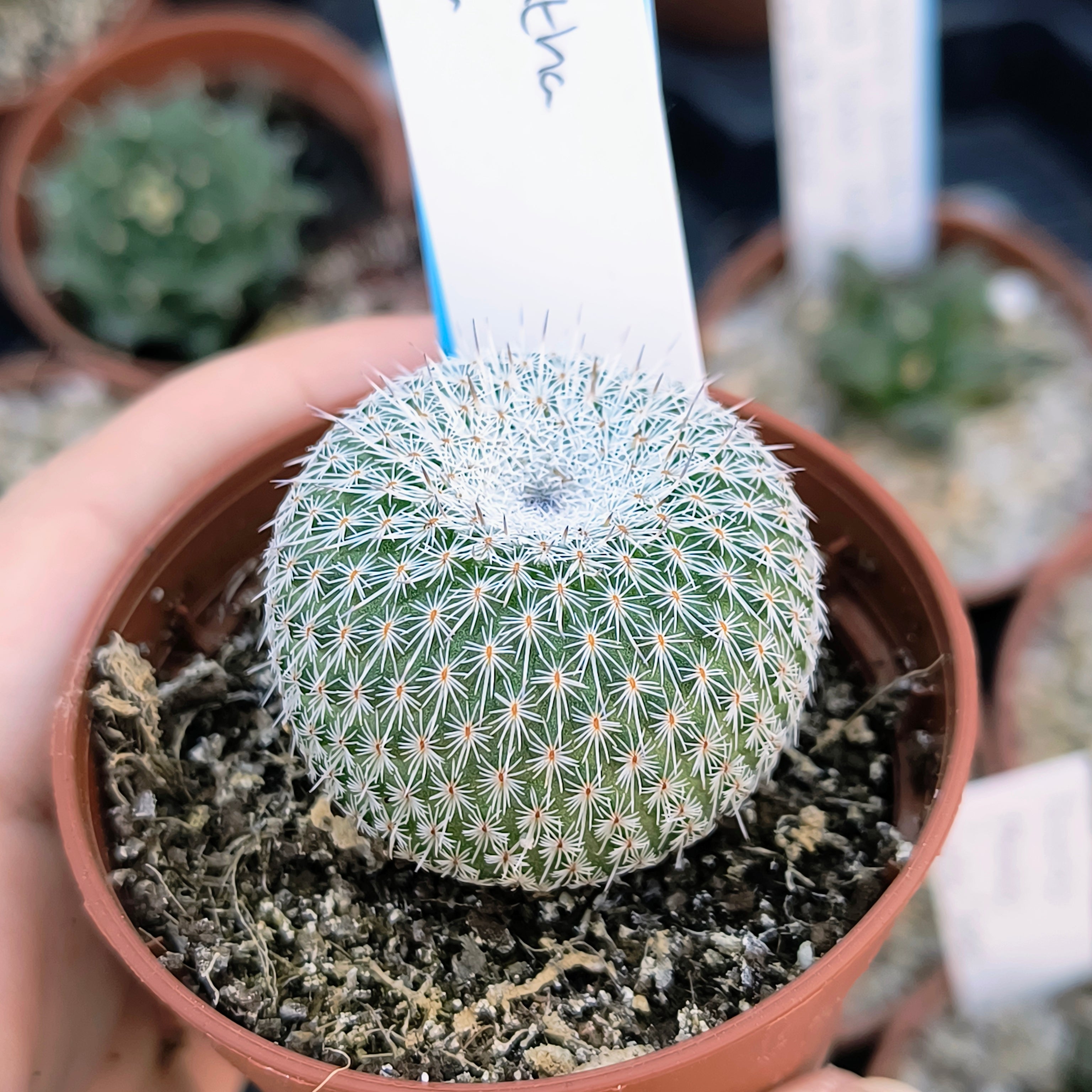 Epithelantha unguispina