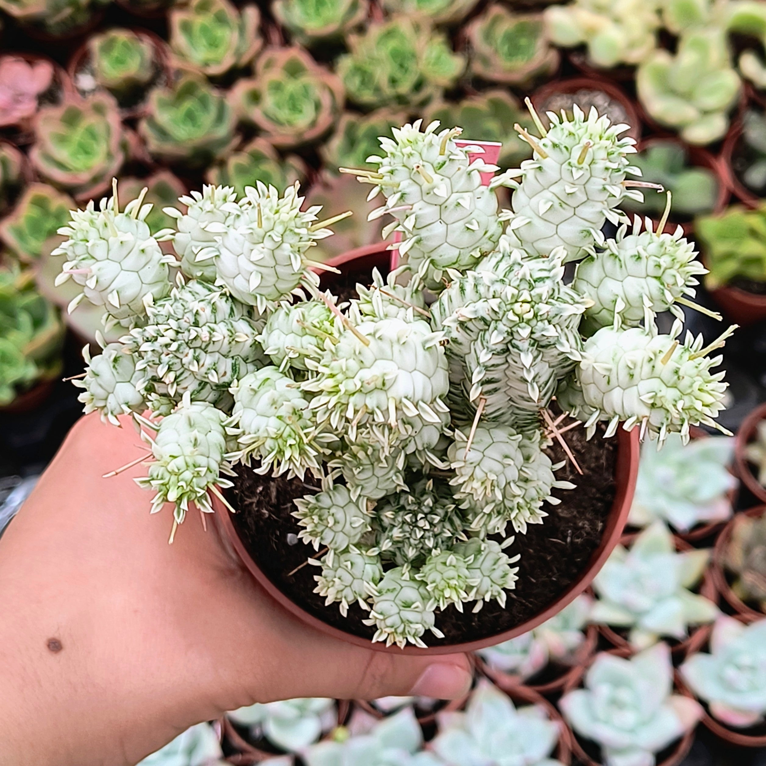 Euphorbia mammillaris f. variegata