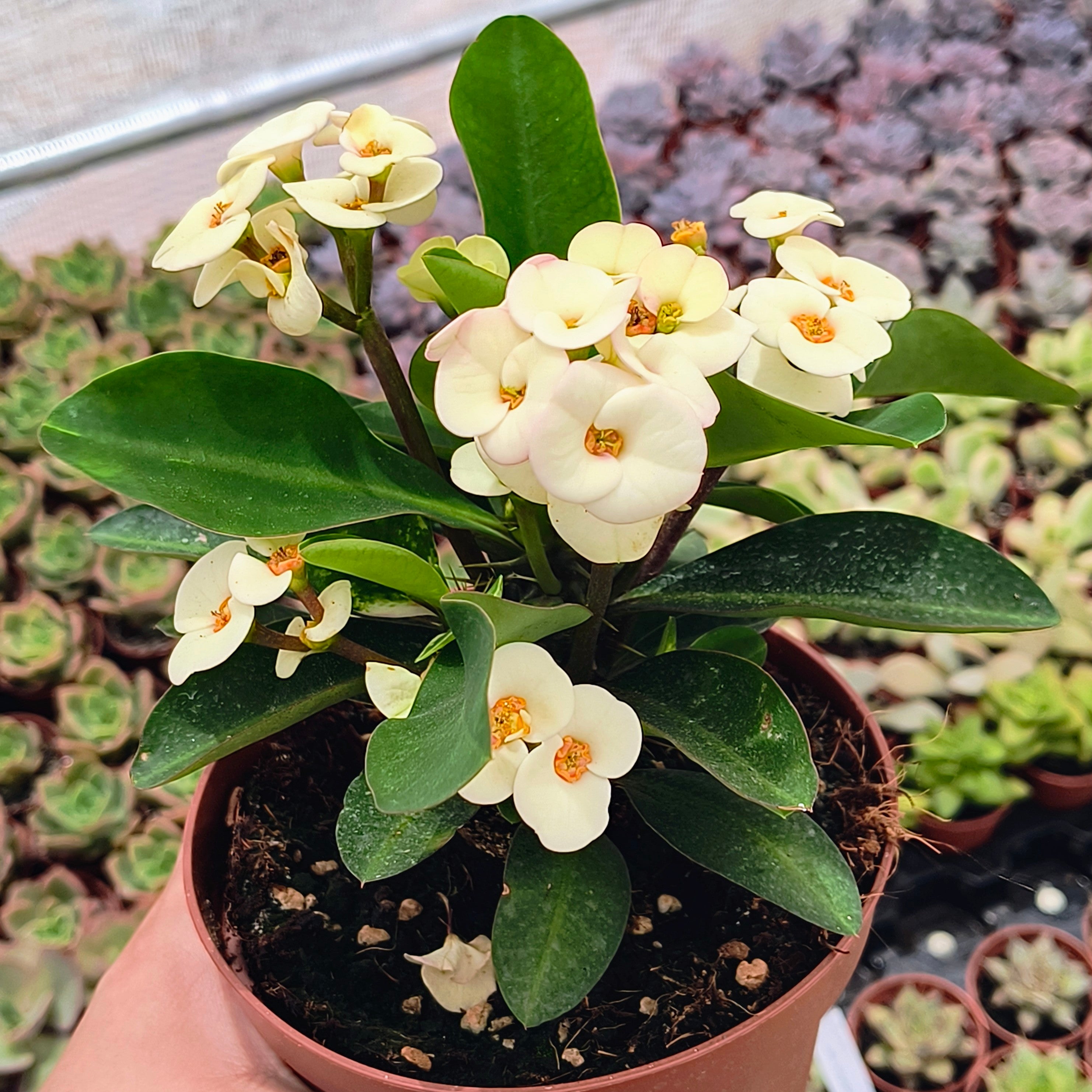 Euphorbia millii flor blanca