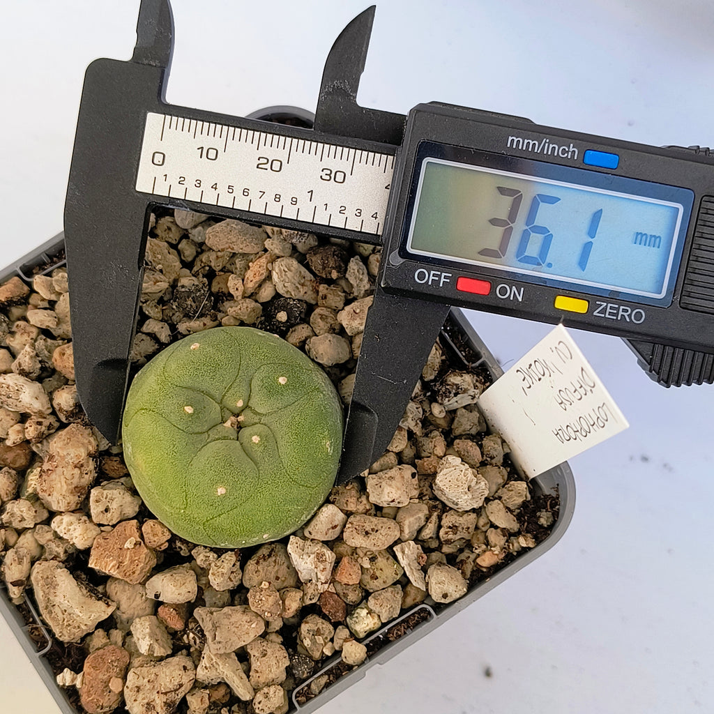 Lophophora diffusa cv. "Koike"