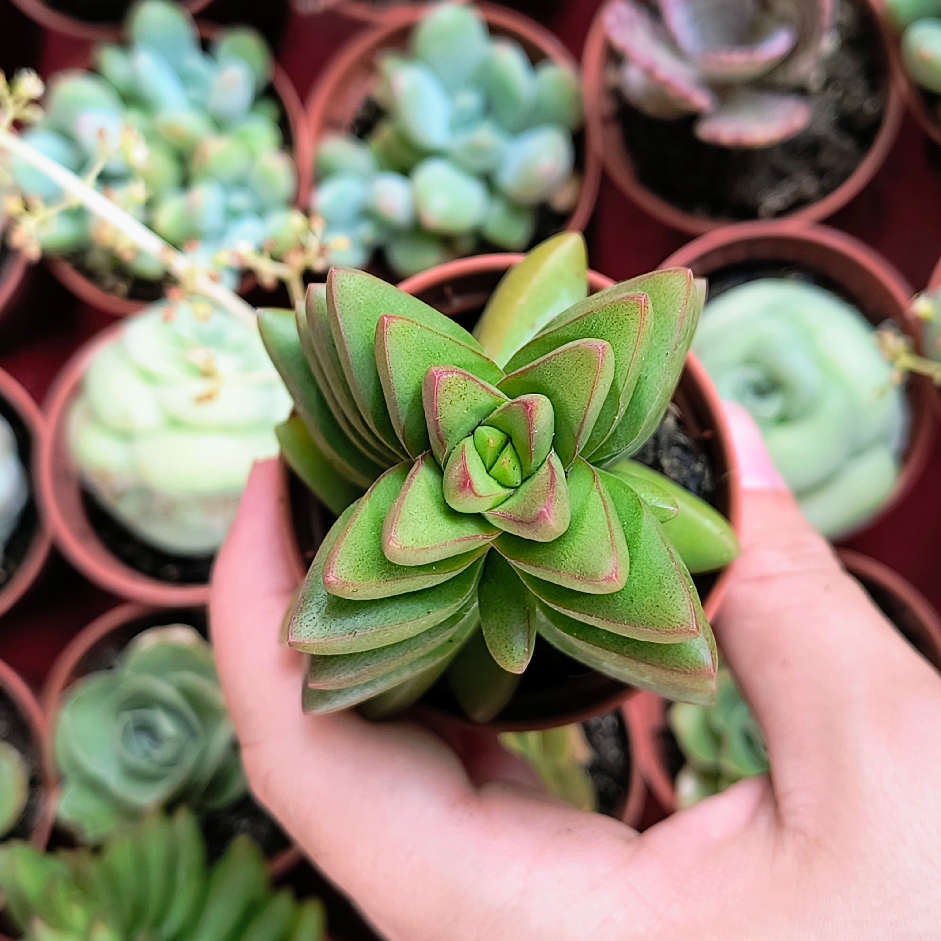 Crassula cv. "Ben"