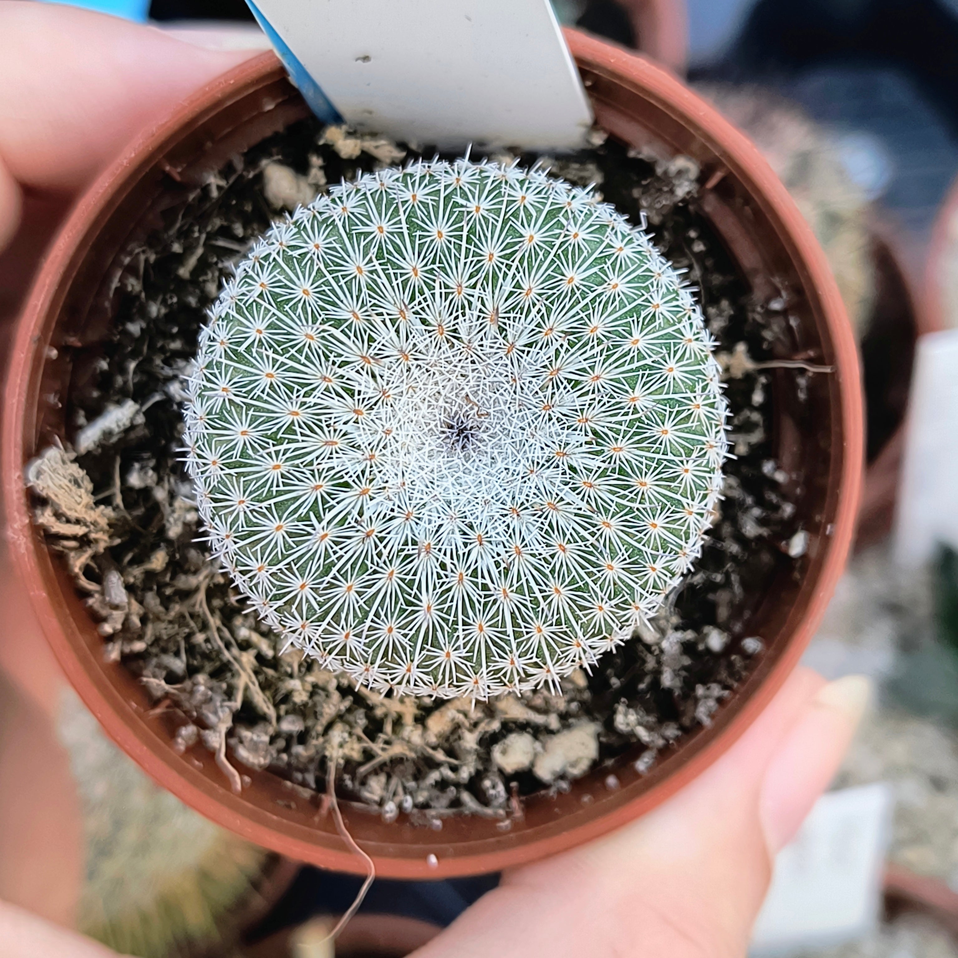 Epithelantha unguispina