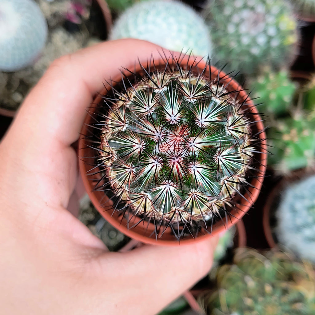 Mammillaria microhelia
