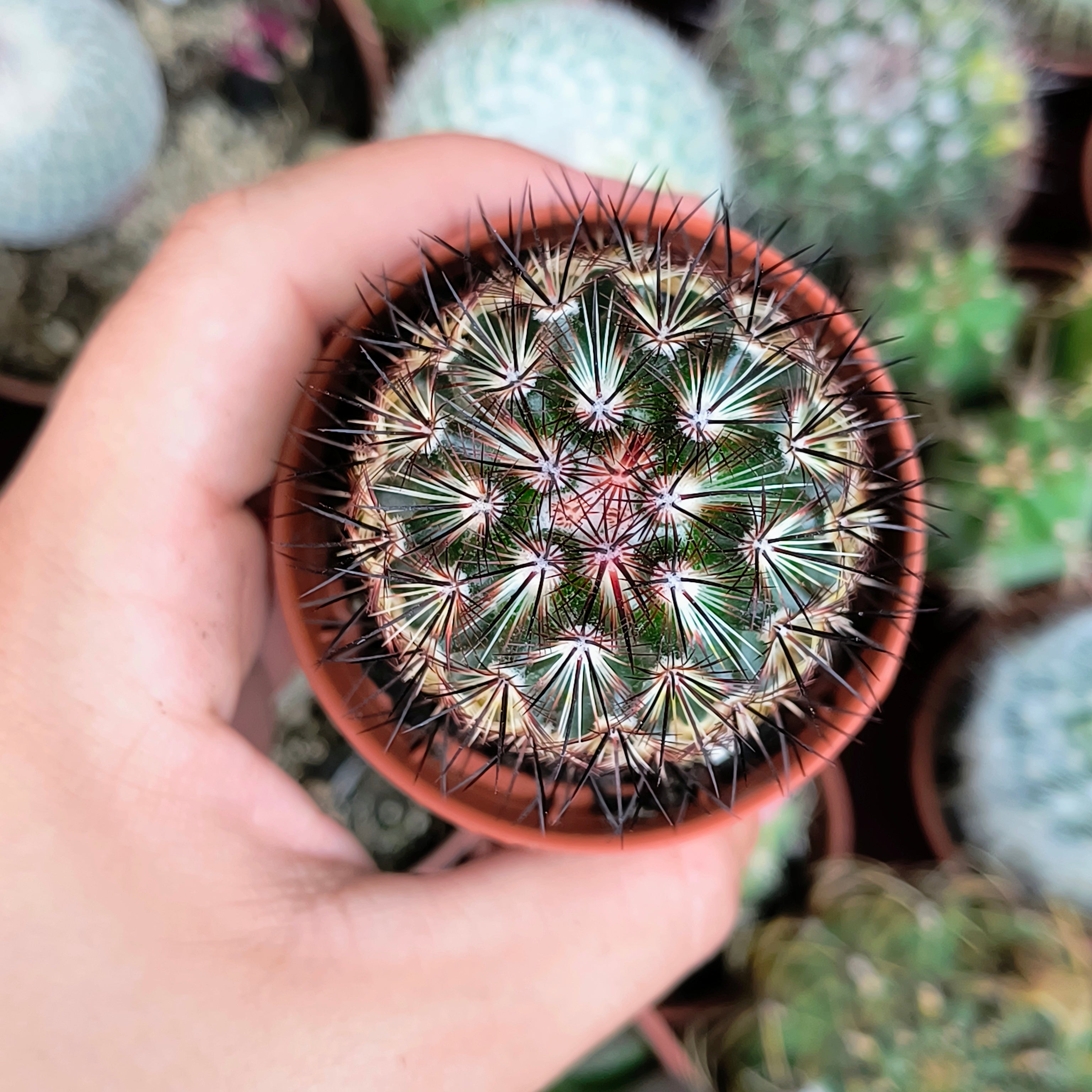 Mammillaria microhelia