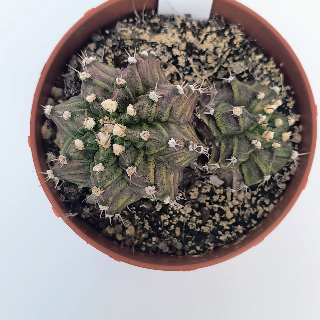 Gymnocalycium T-Lux