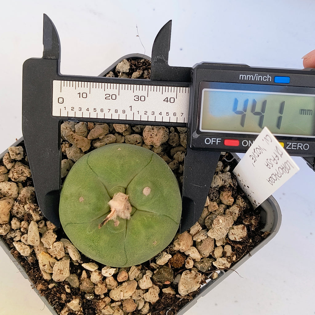 Lophophora diffusa cv. "Koike"