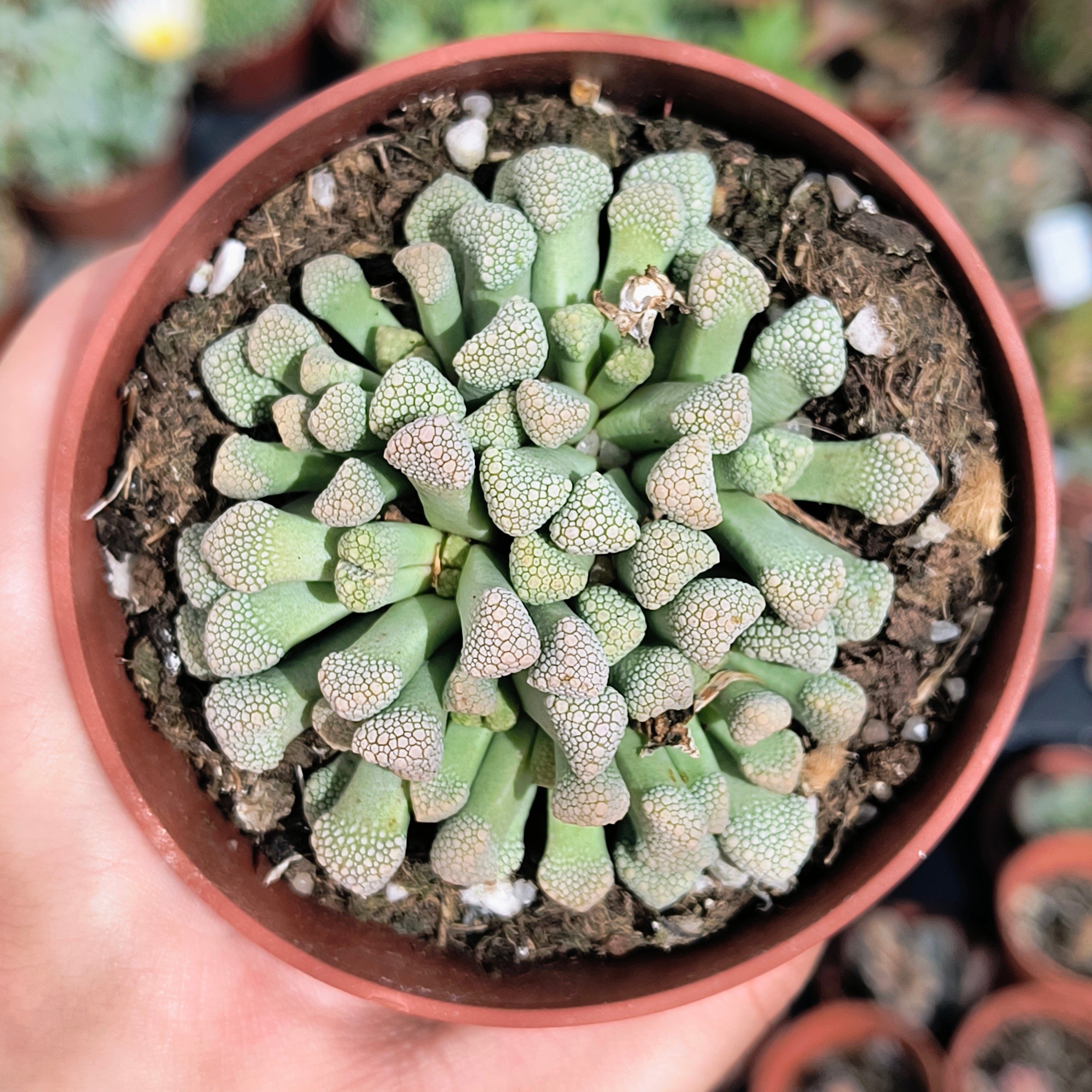 Titanopsis schwantesii
