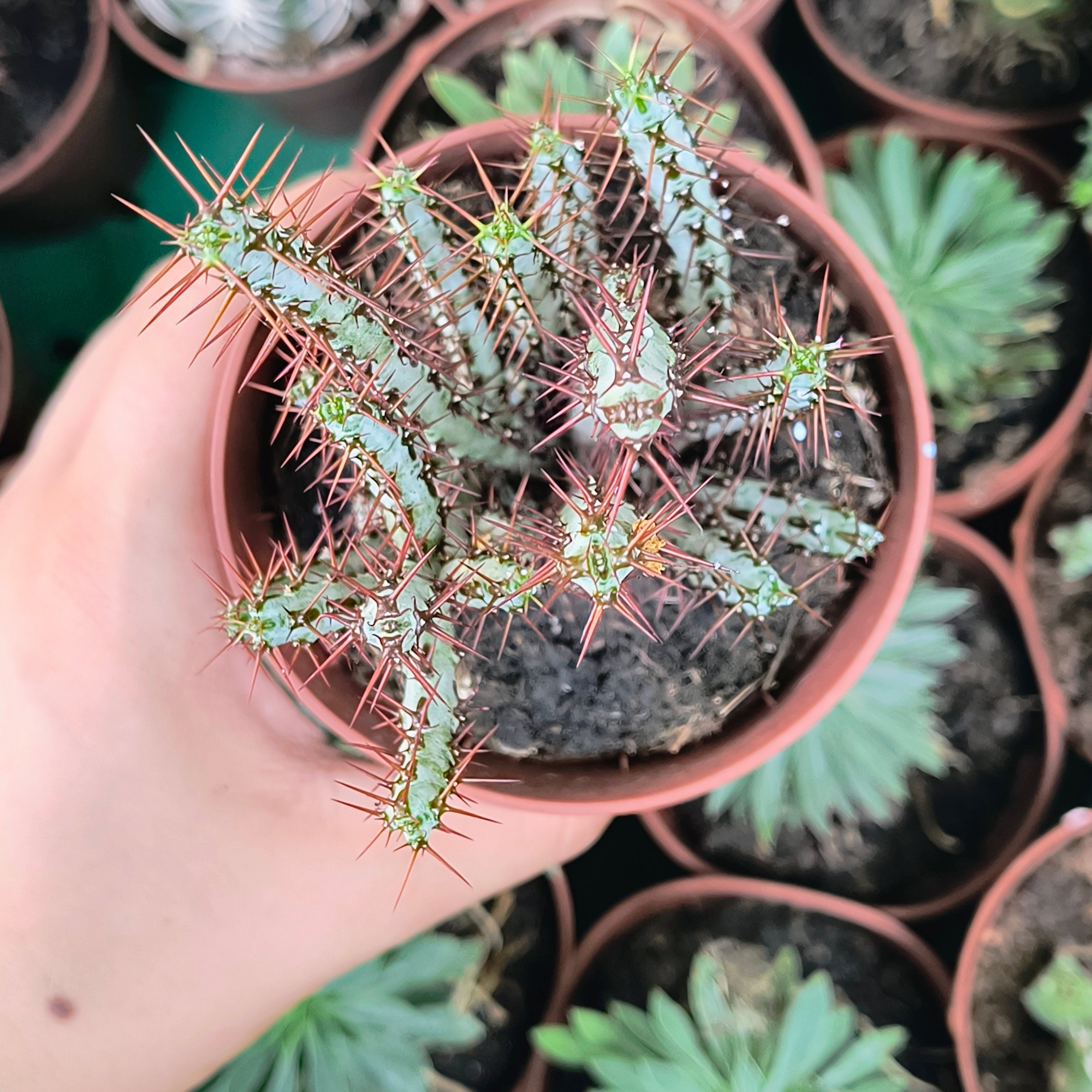 Euphorbia aeruginosa