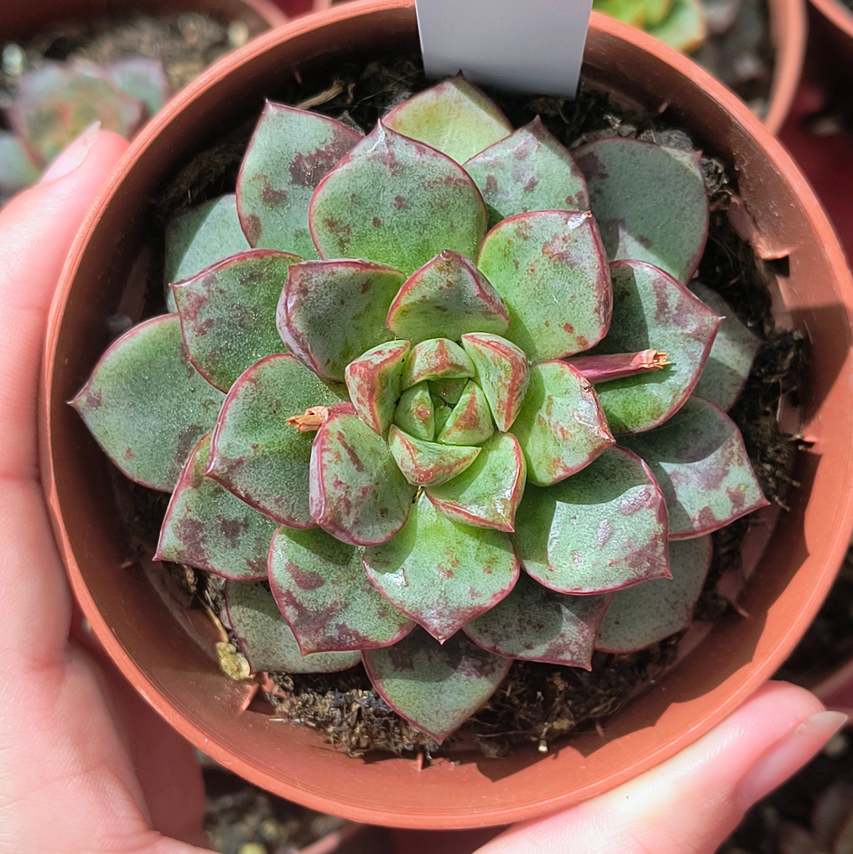 Echeveria cv. "Nacre"