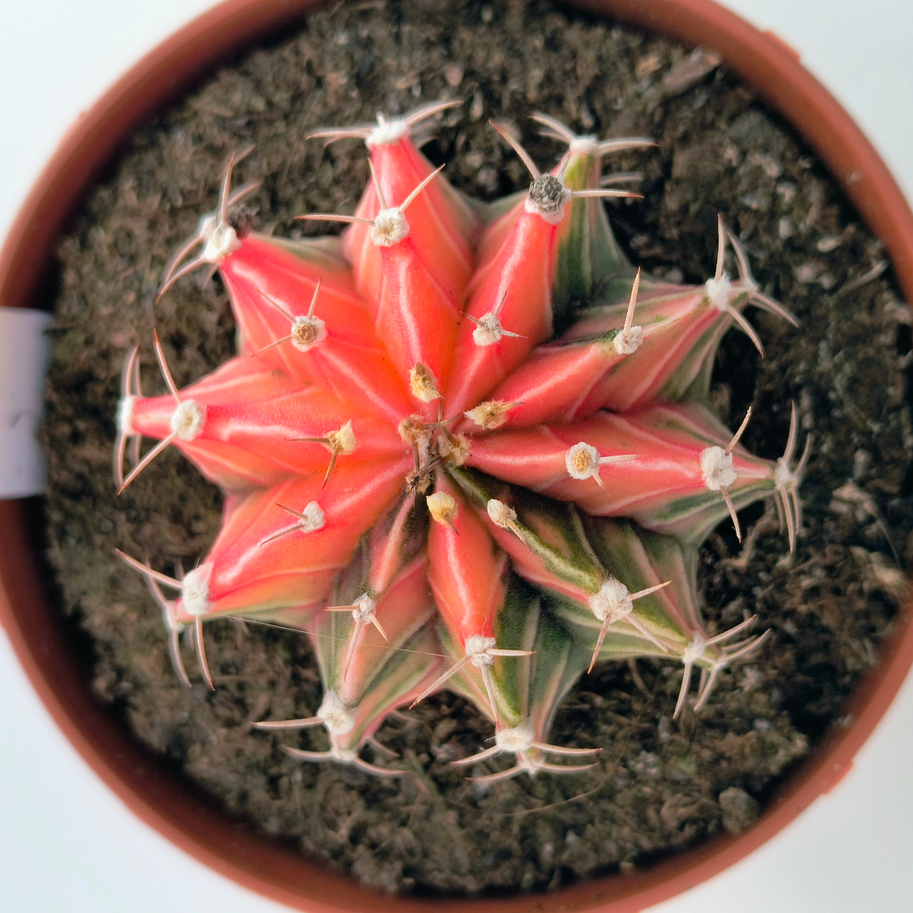 Gymnocalycium híbrido variegata