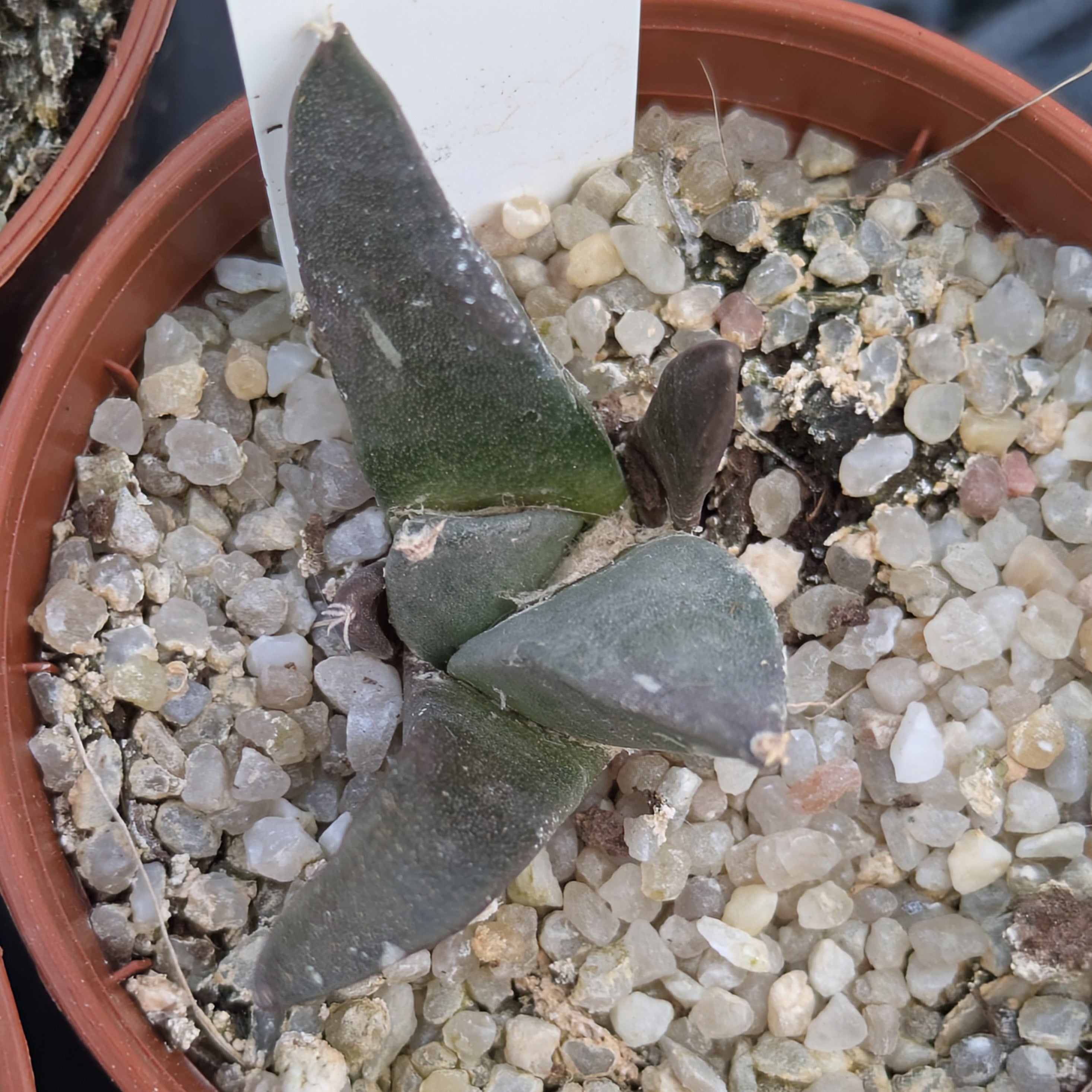 Ariocarpus furfuraceus KMR 54 Marmolejos, Aramberri, Nuevo León
