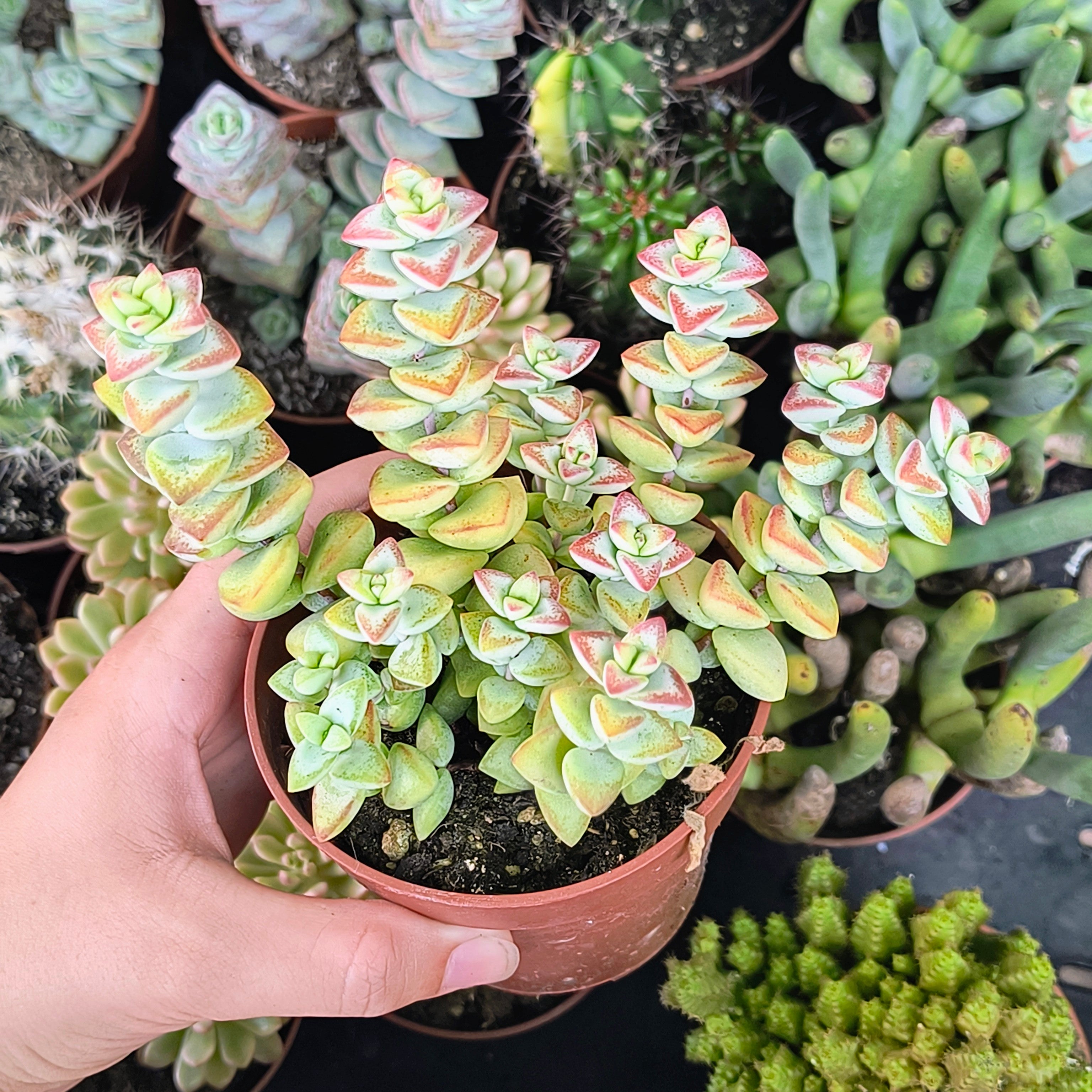 Crassula rupestris "High voltage"