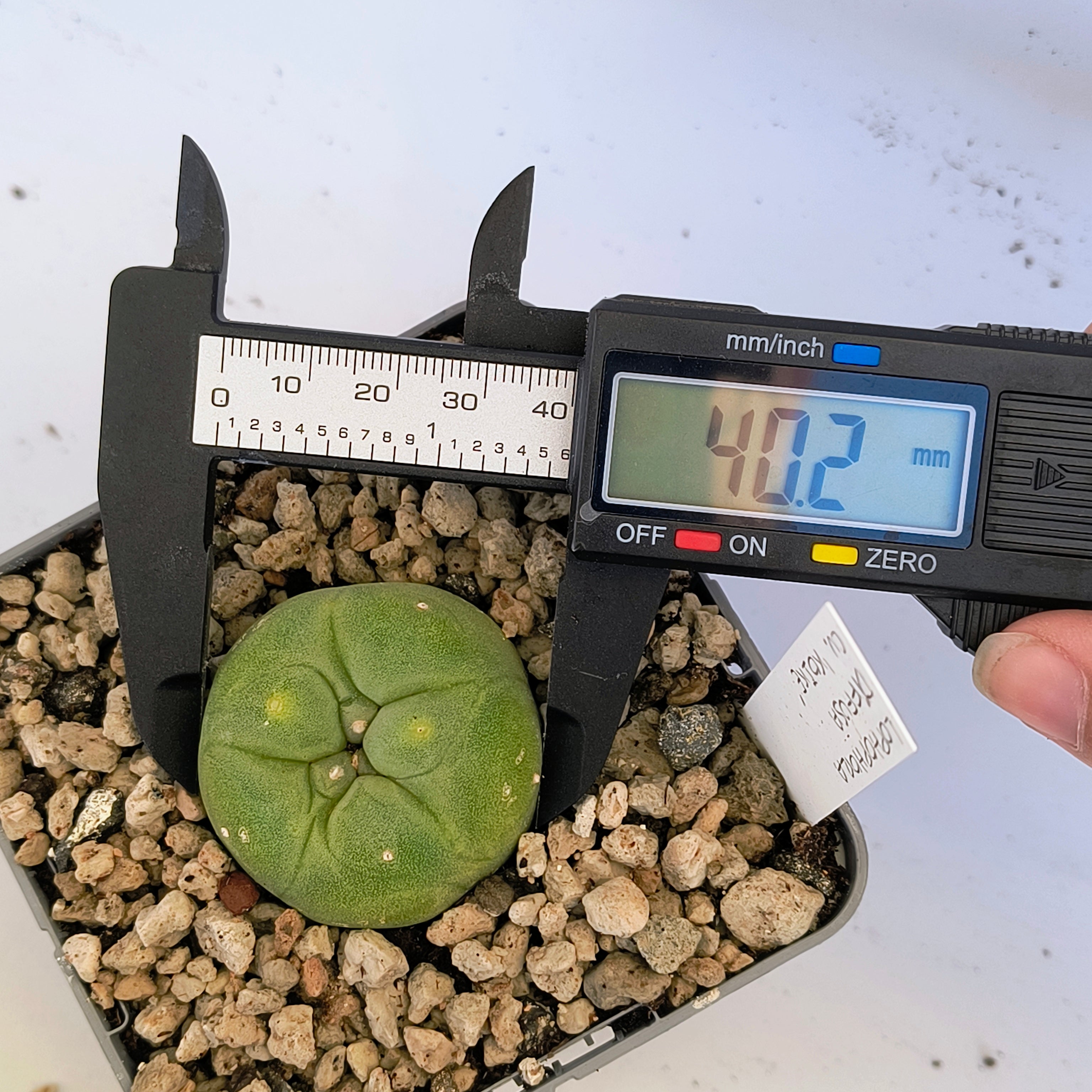 Lophophora diffusa cv. "Koike"