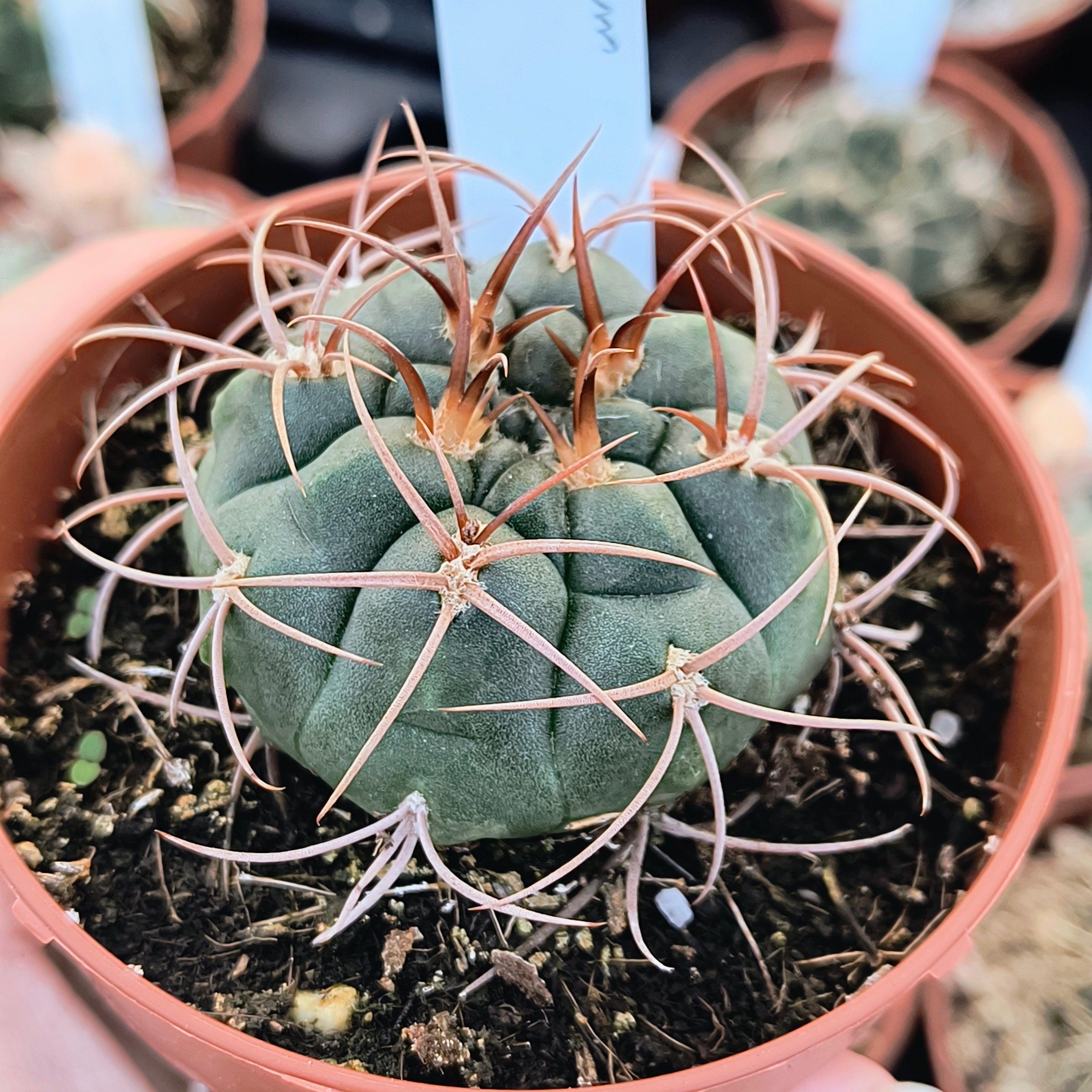 Gymnocalycium tillianum R 227 Sierra Ambato, Catamarca