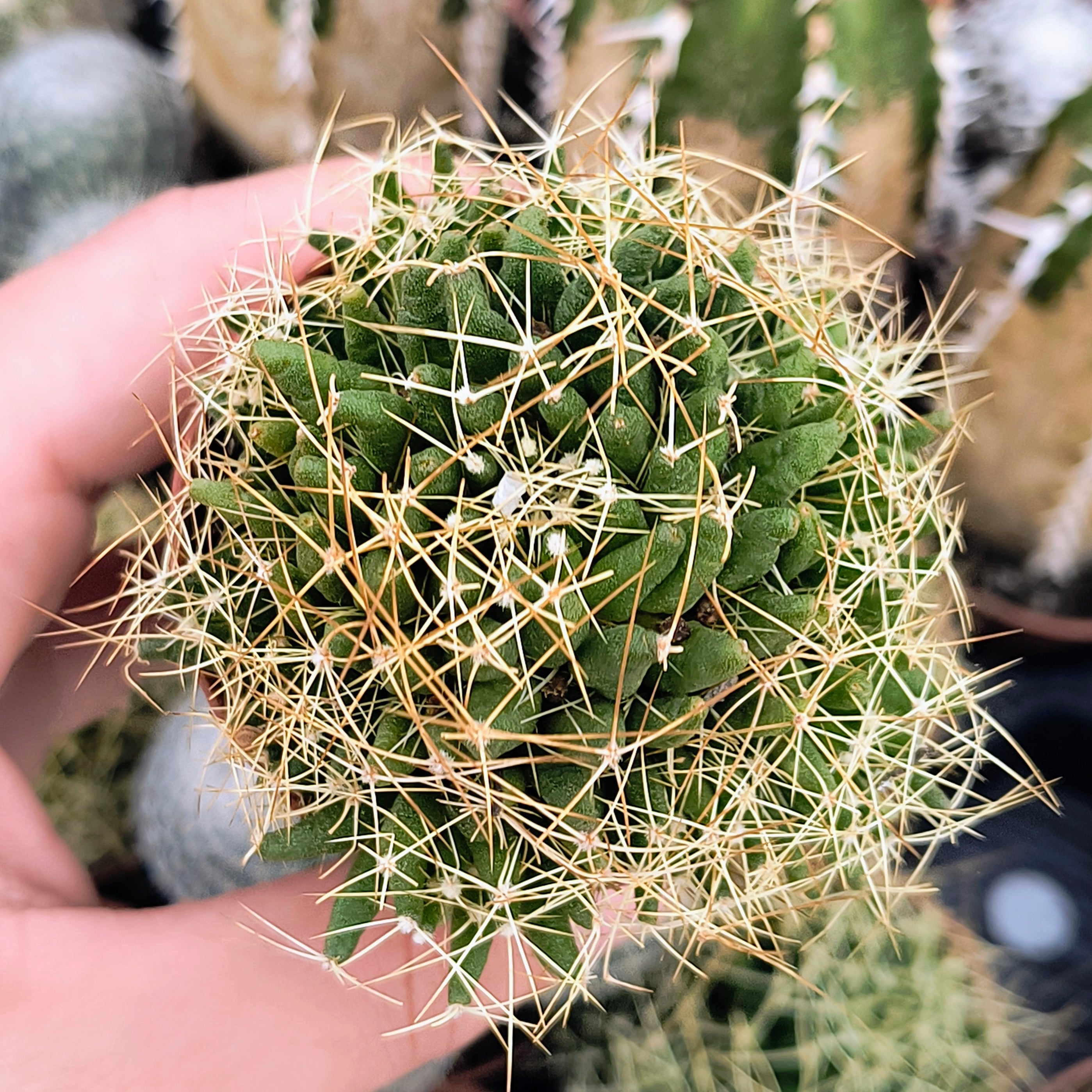 Mammillaria camptotricha