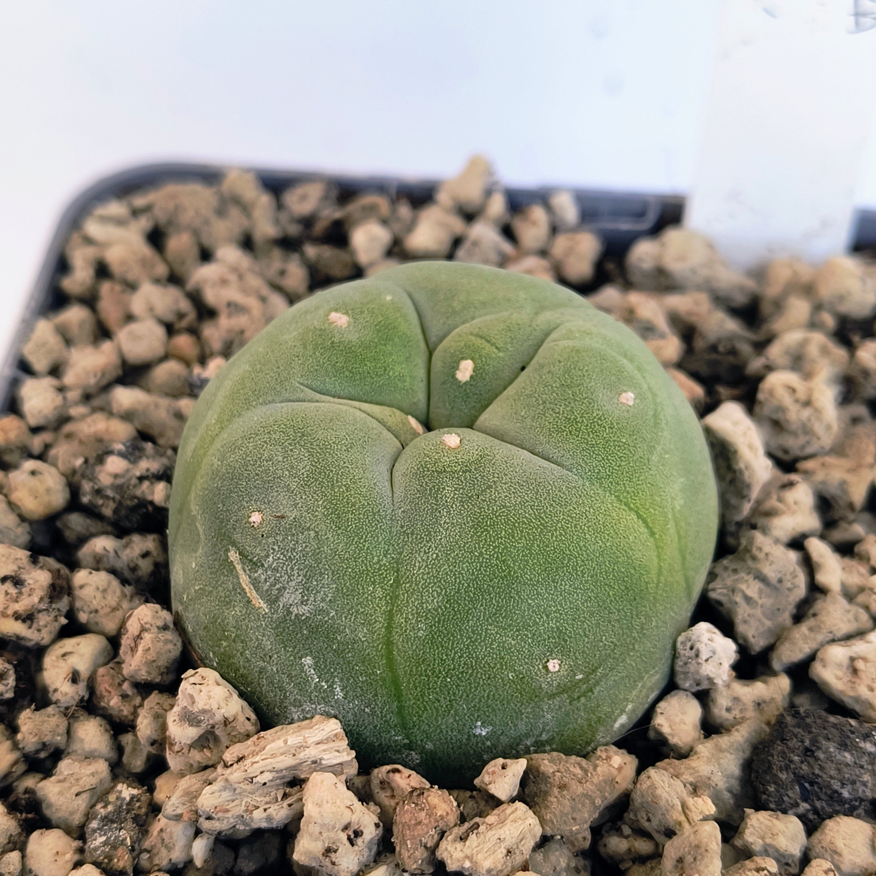 Lophophora diffusa cv. "Koike"