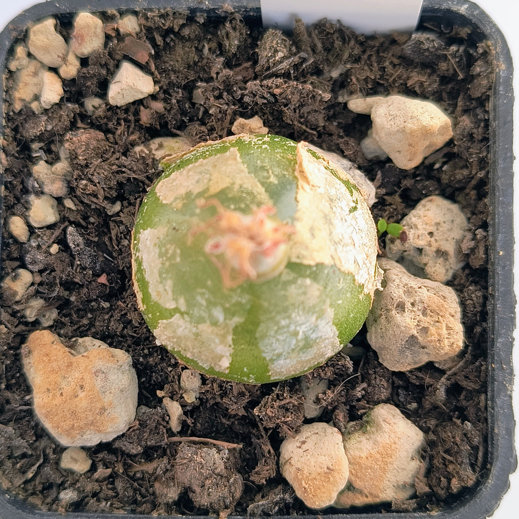Conophytum burgeri