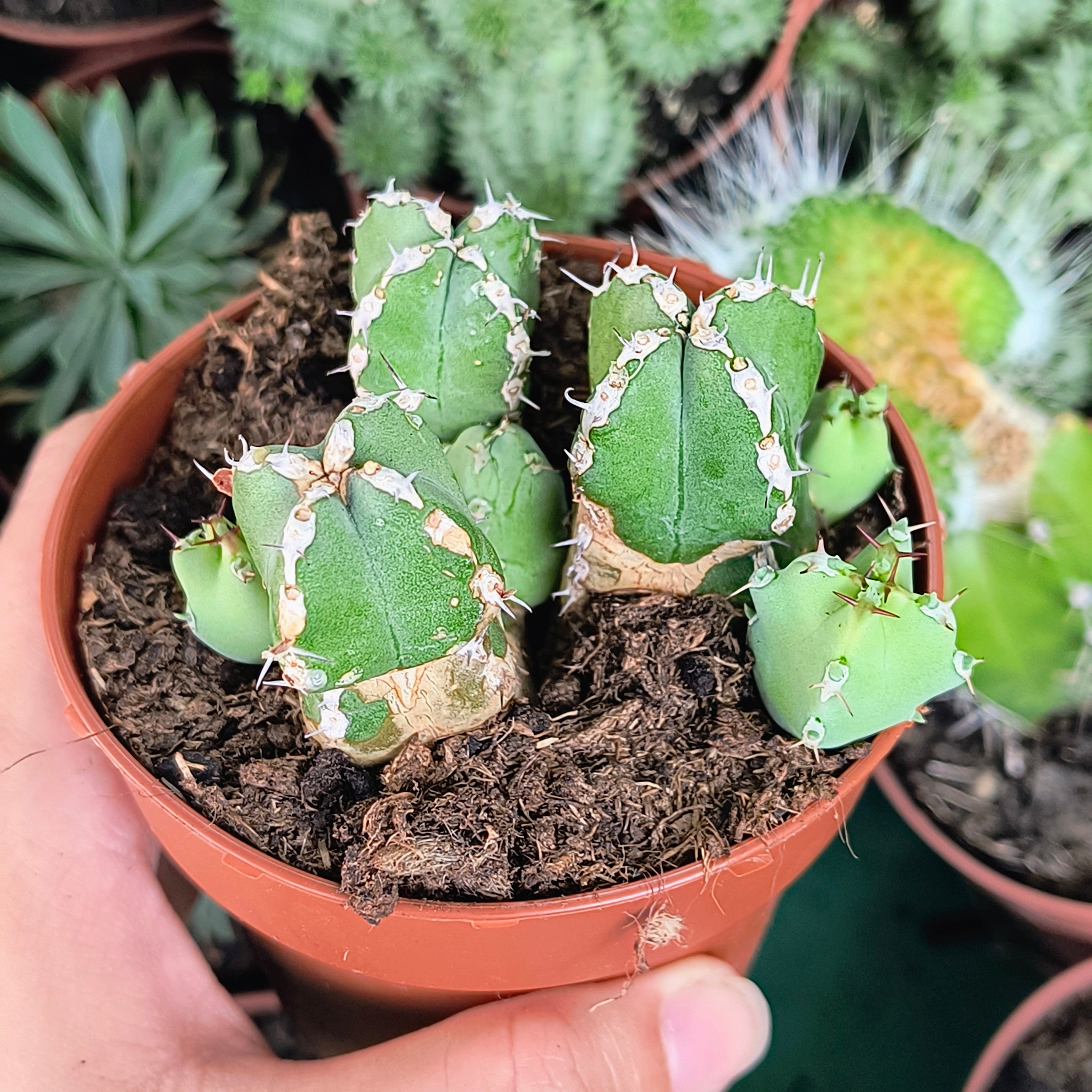 Euphorbia makayensis