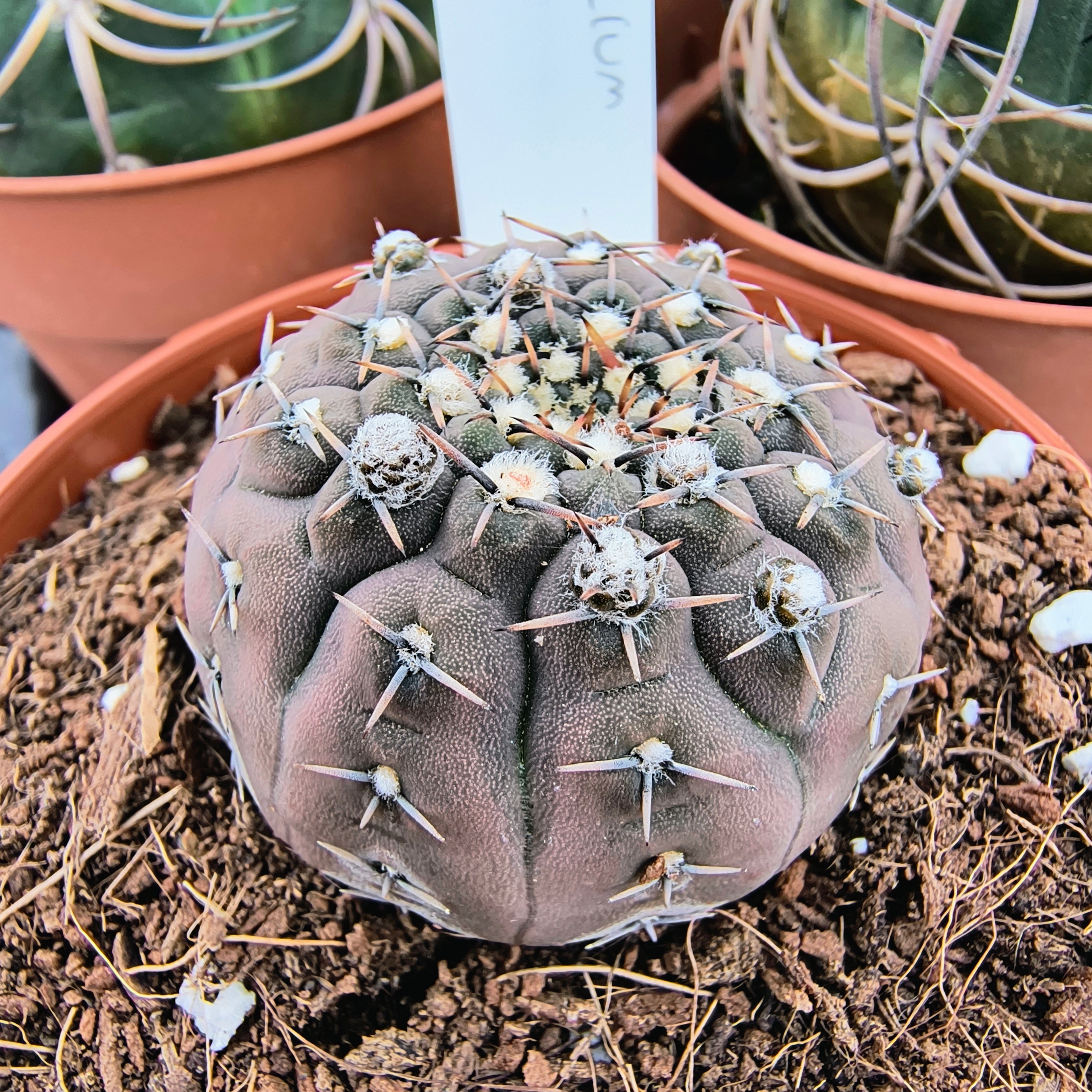 Gymnocalycium stellatum